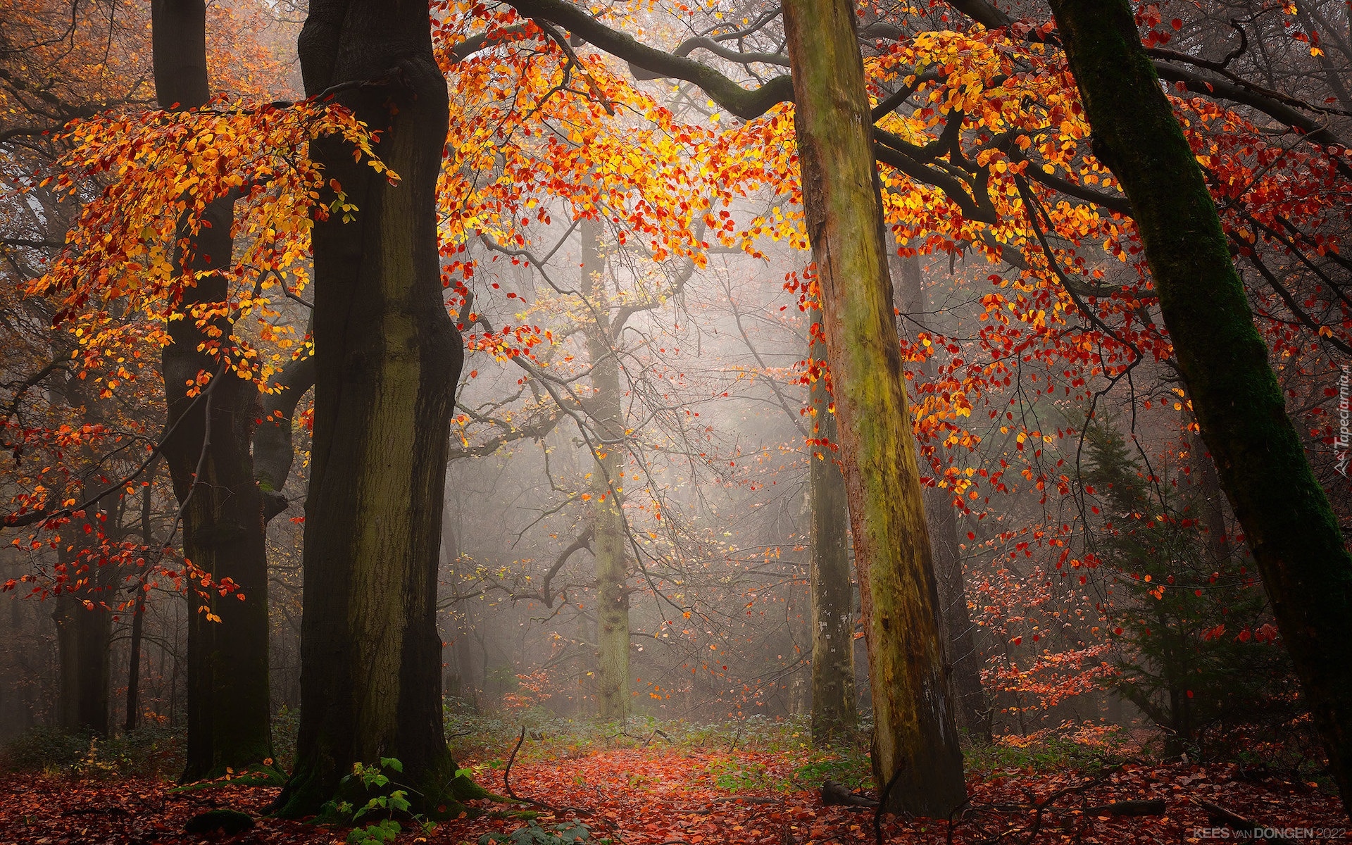Las, Drzewa, Jesień, Liście, Mgła