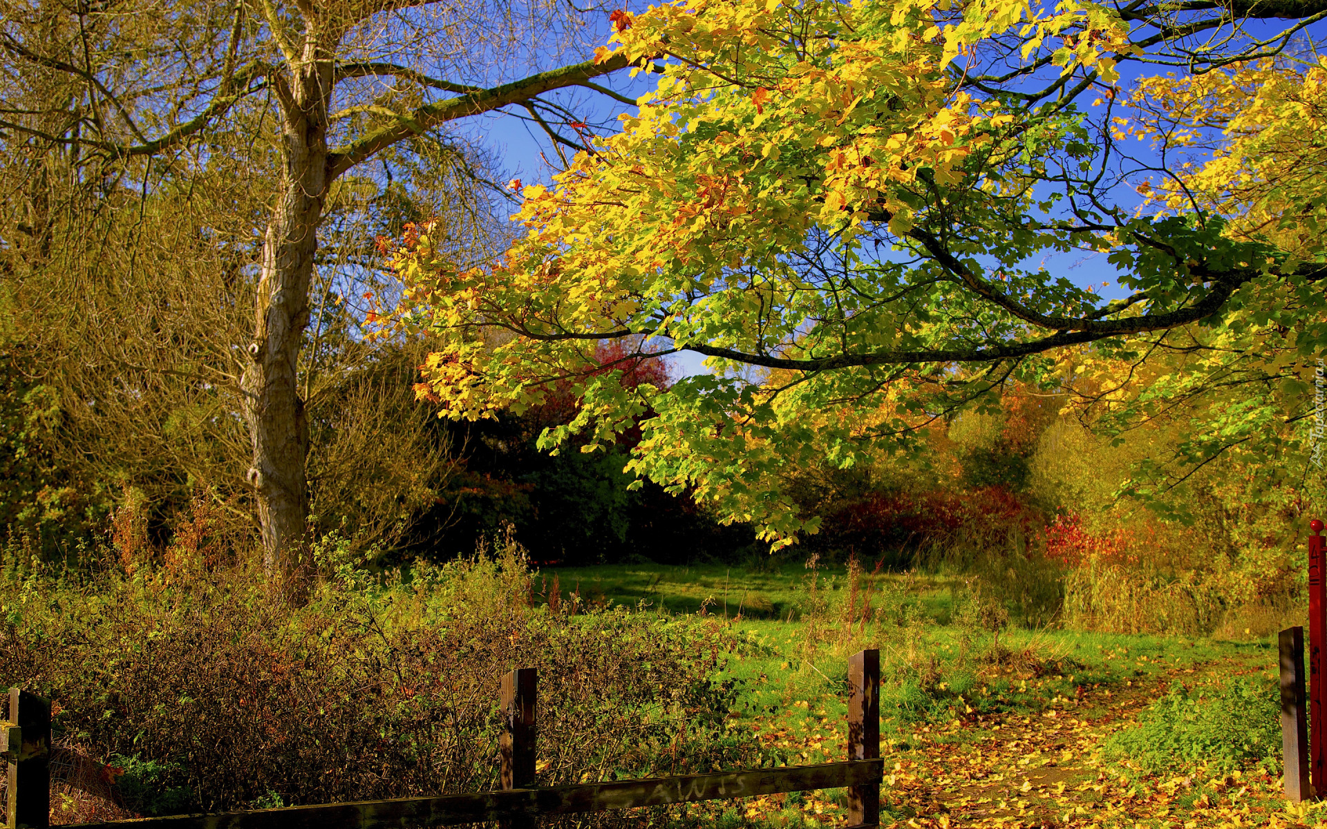 Jesień, Las, Drzewa, Żółte, Liście, Ogrodzenie