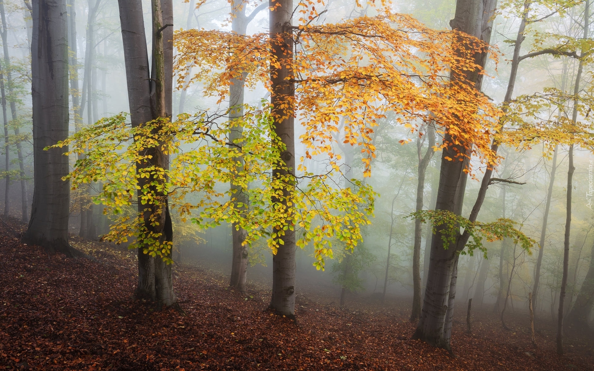 Jesień, Las, Drzewa, Kolorowe, Liście, Mgła