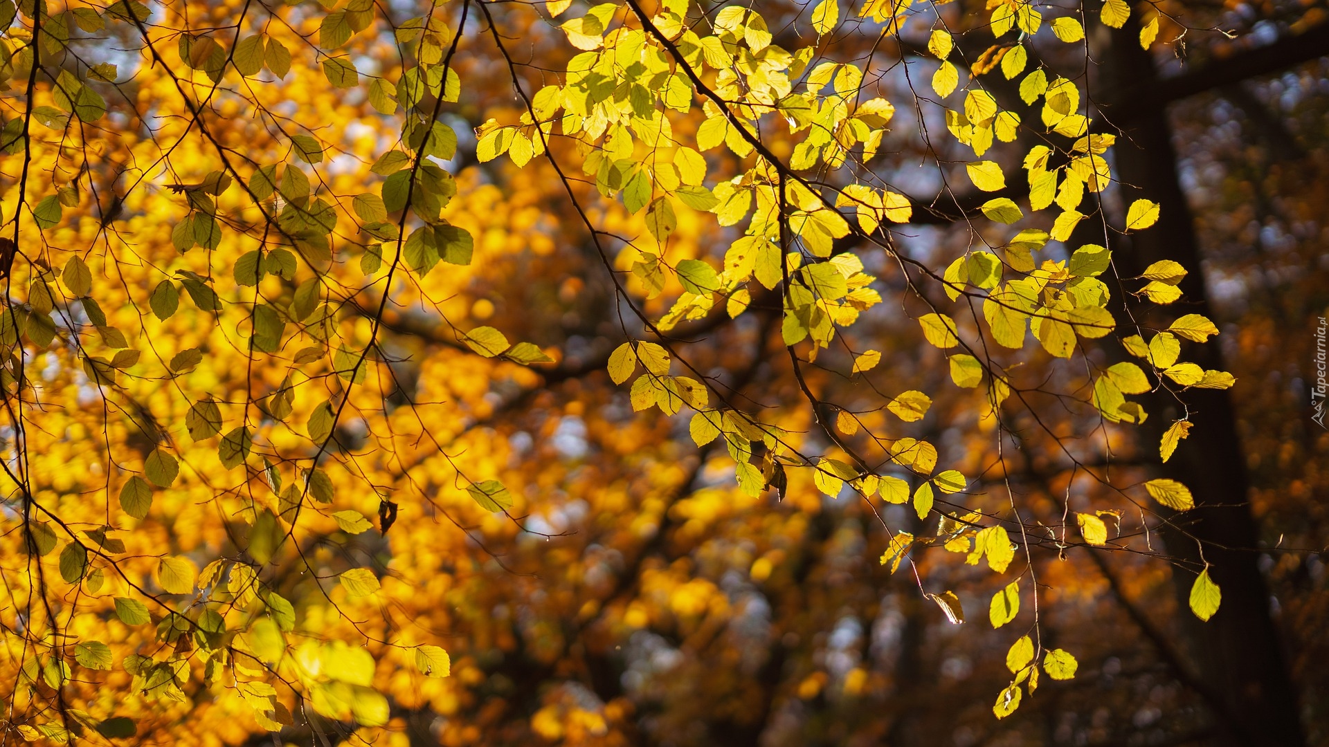 Jesień, Drzewa, Liście, Gałązki