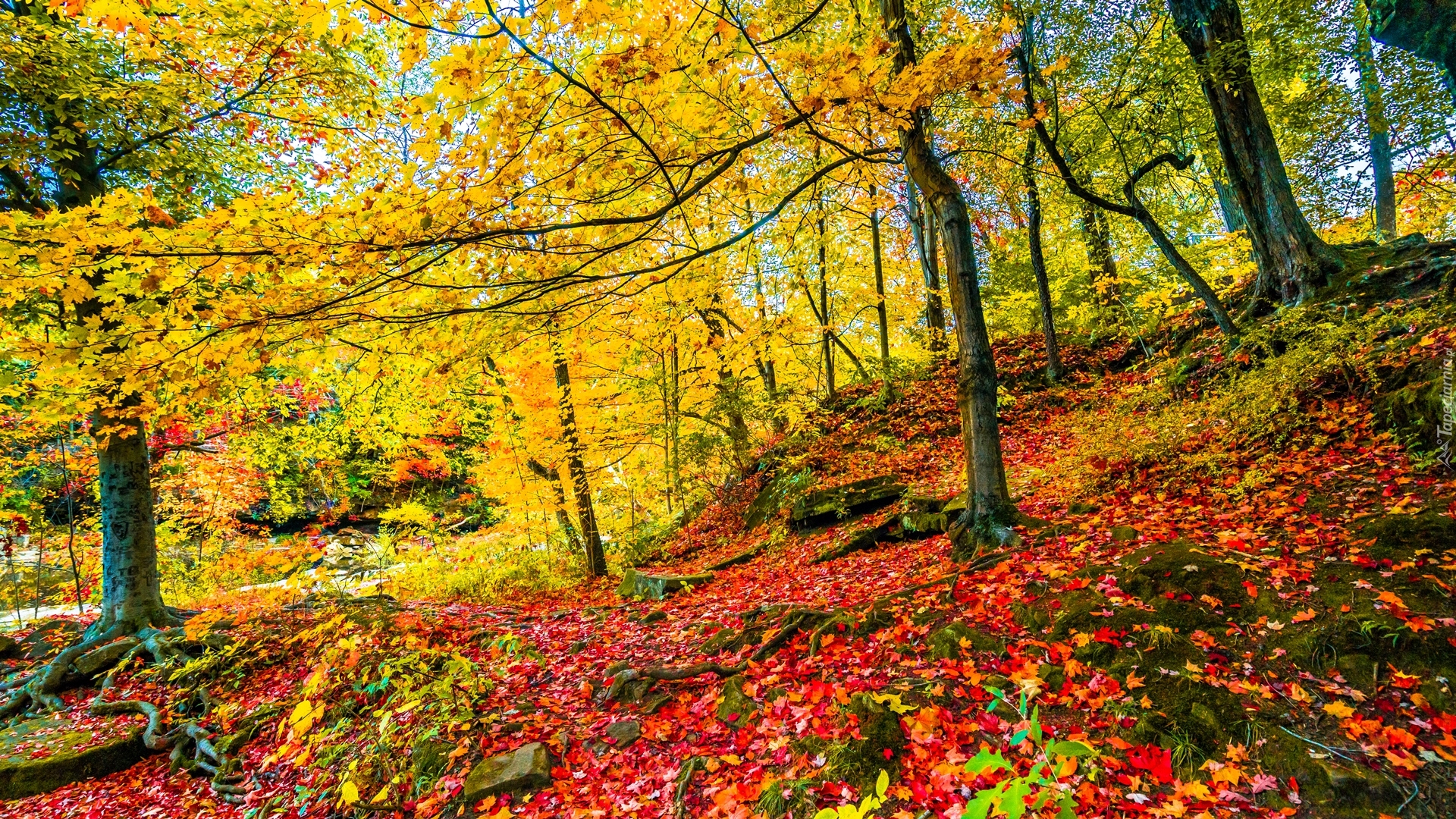 Jesień, Las, Drzewa, Pożółkłe, Liście