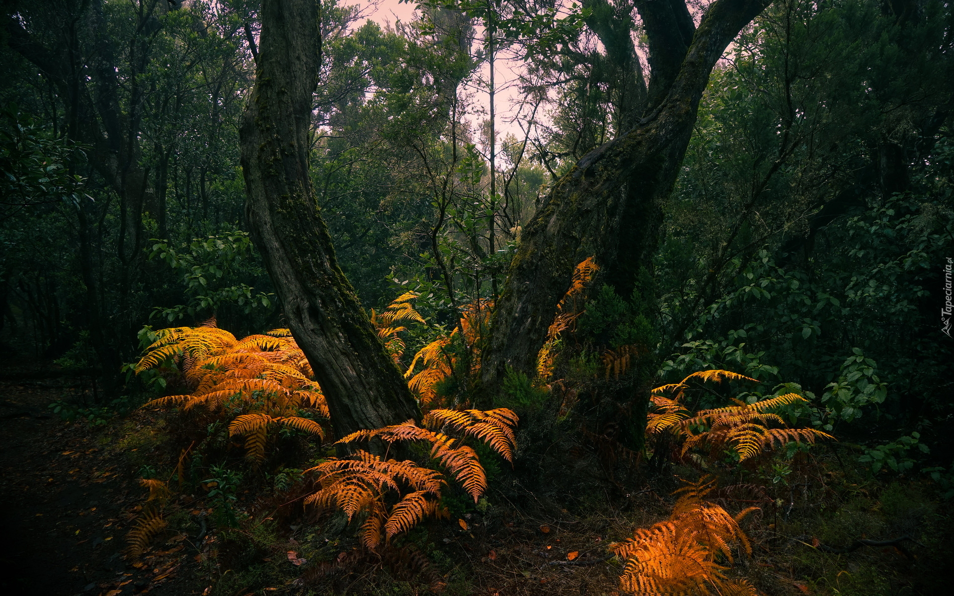 Drzewa, Las, Pożółkłe, Paprocie