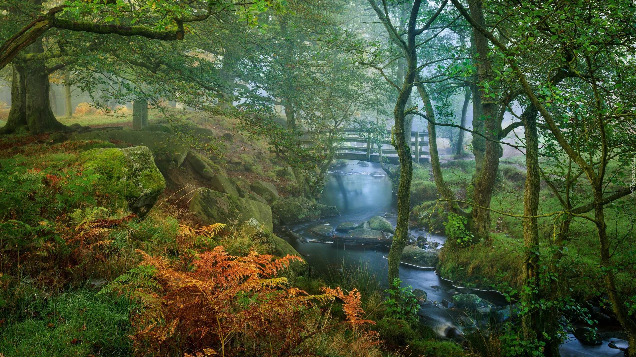 Las, Rzeka Burbage Brook, Drzewa, Paprocie, Omszałe, Kamienie, Mostek, Mgła, Park Narodowy Peak District, Hrabstwo Derbyshire, Anglia