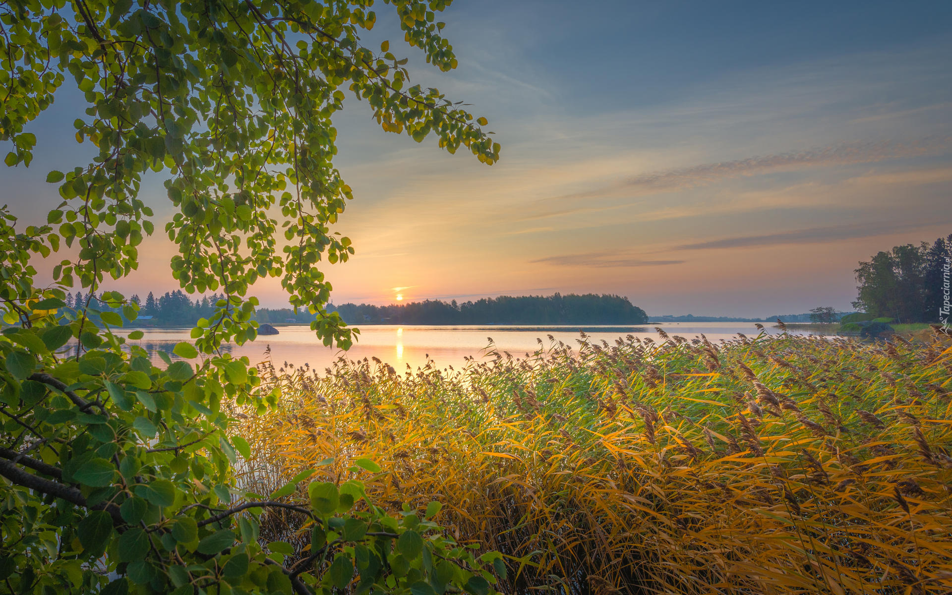 Jezioro, Trawy, Szuwary, Drzewa, Gałęzie, Wschód słońca