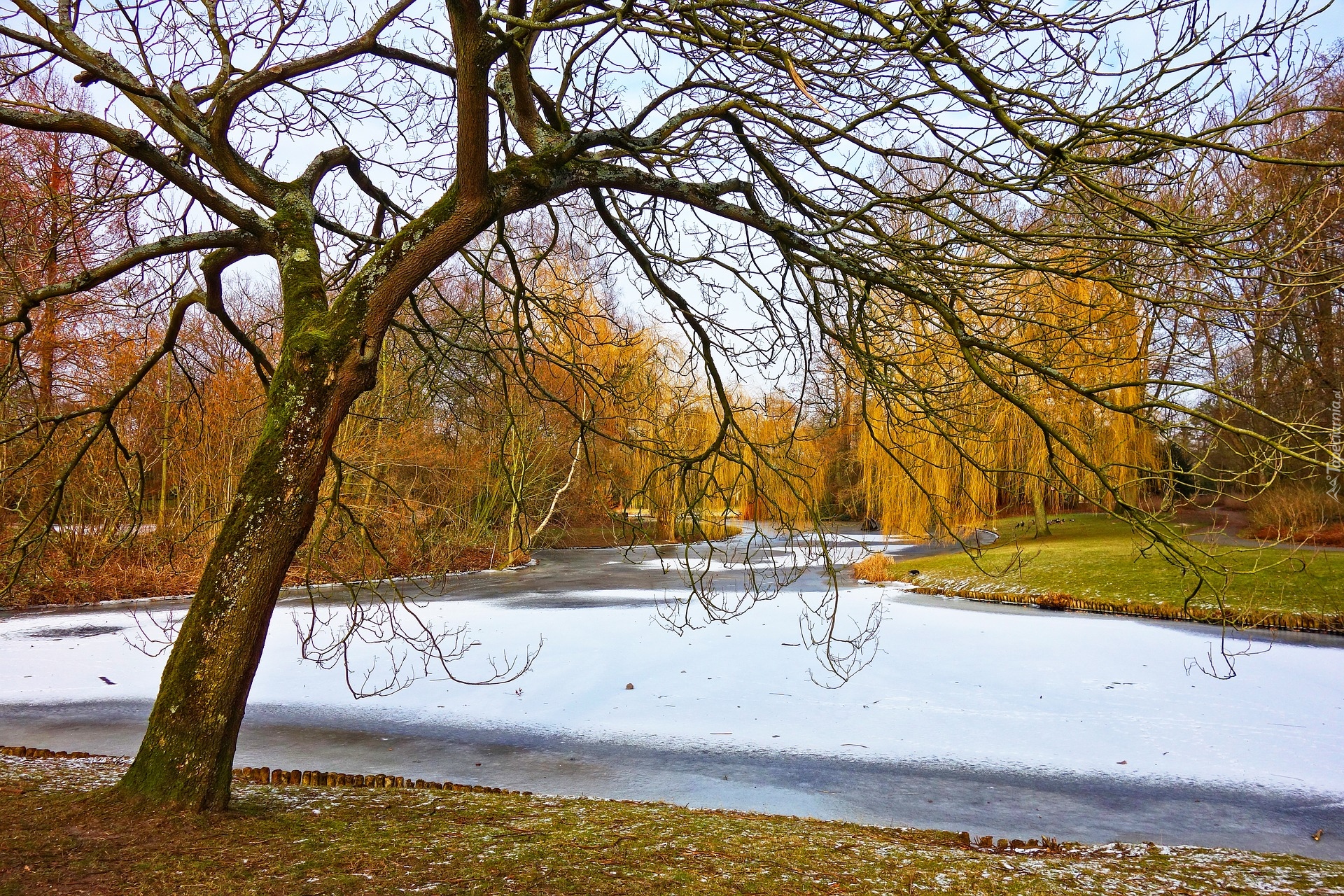 Park, Śnieg, Zamarznięty, Staw, Jesień, Wierzby płaczące