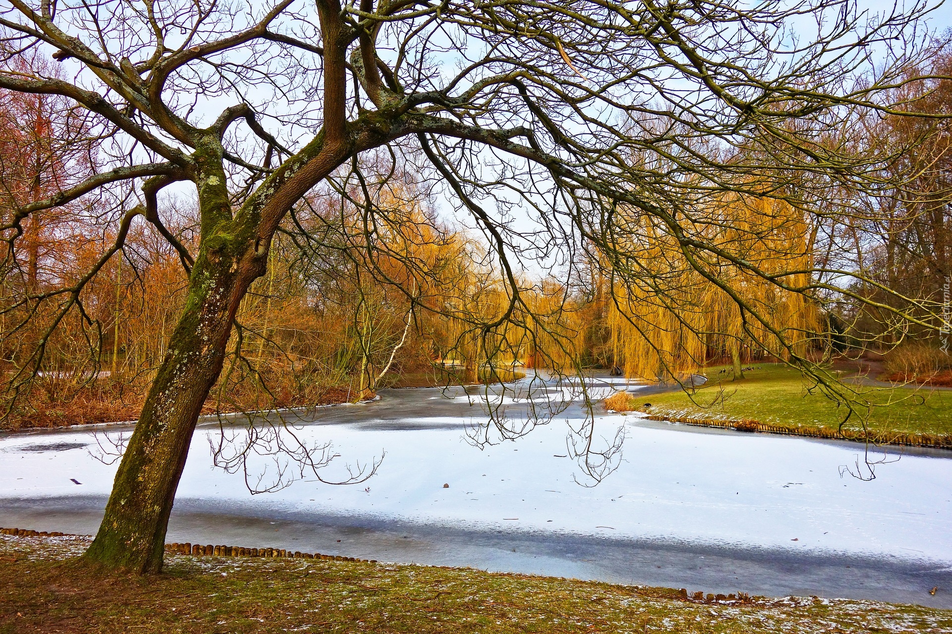 Park, Śnieg, Zamarznięty, Staw, Jesień, Wierzby płaczące