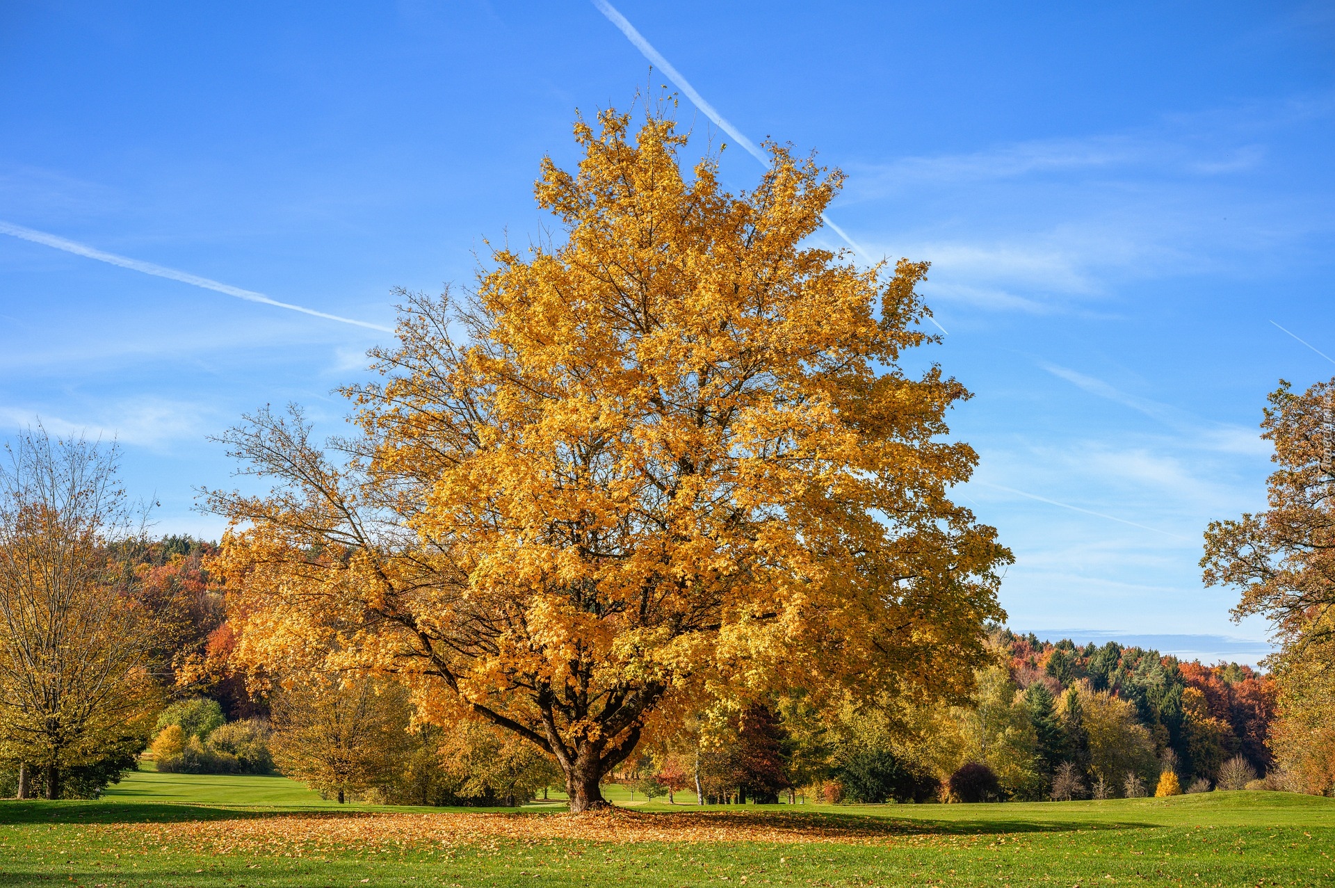 Jesień, Drzewo, Klon