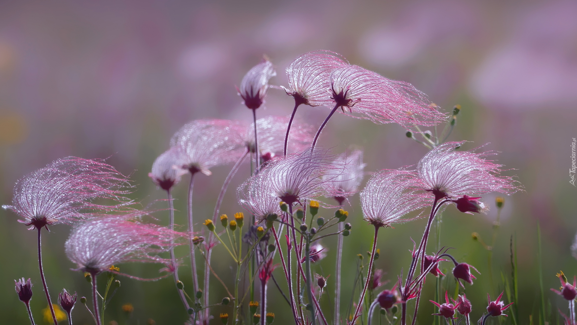 Roślina, Różowe, Kwiaty, Prairie Smoke, Kuklik