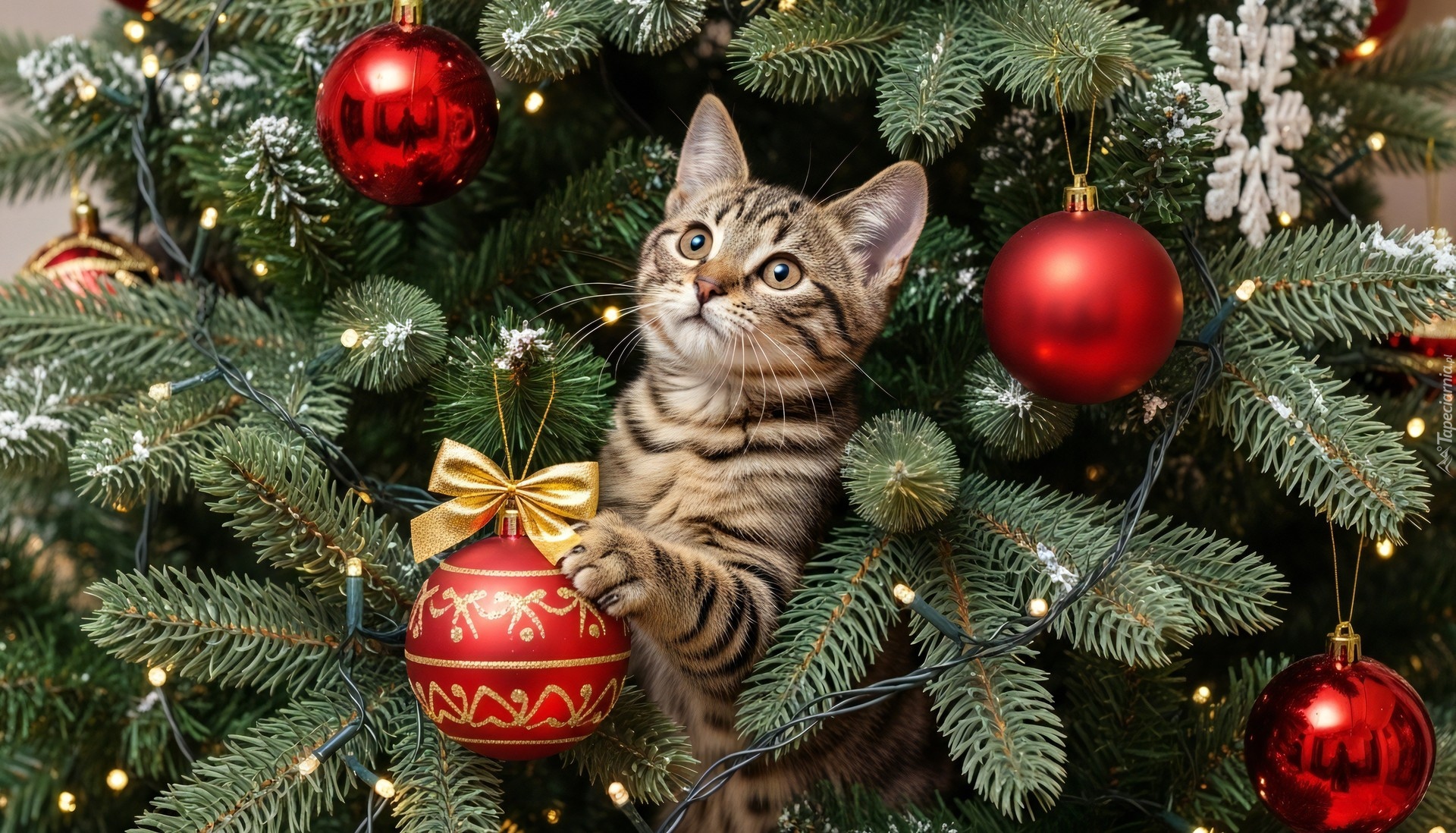 Pręgowany, Kot, Świerkowe, Gałązki, Bombki, Boże Narodzenie