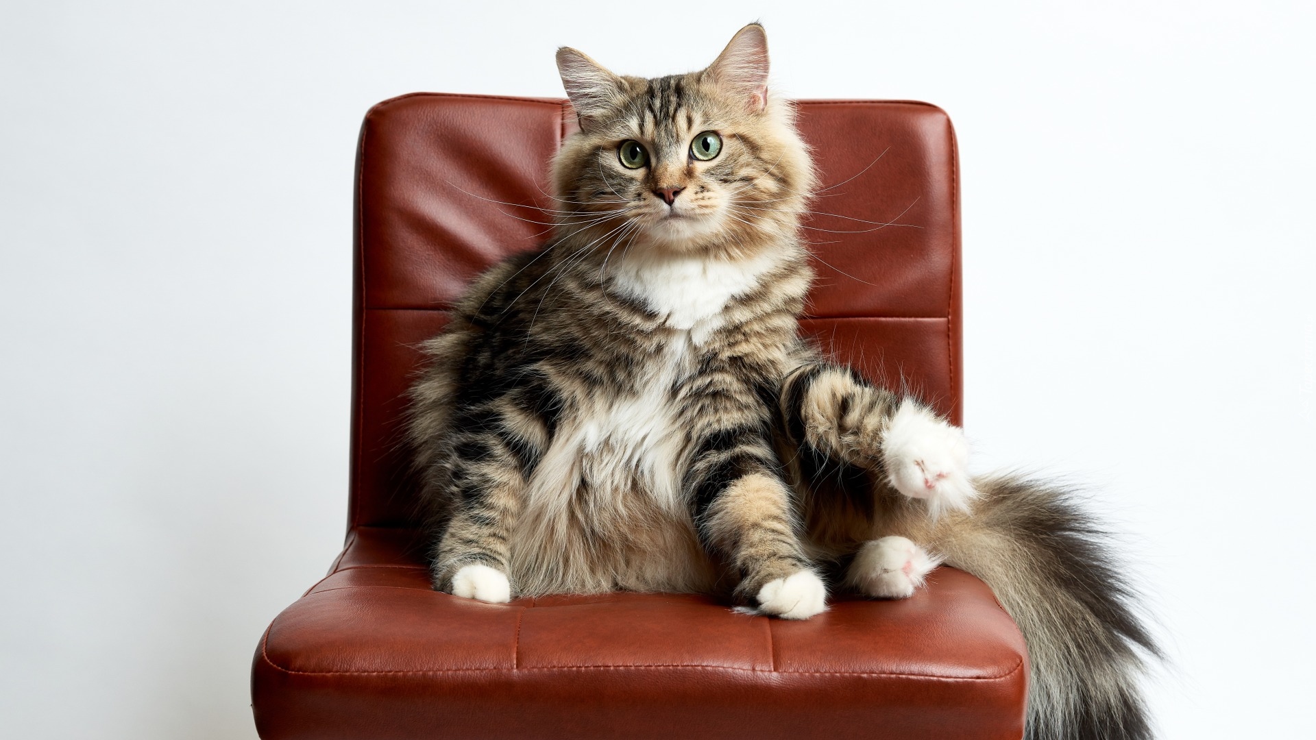 Krzesło, Kot