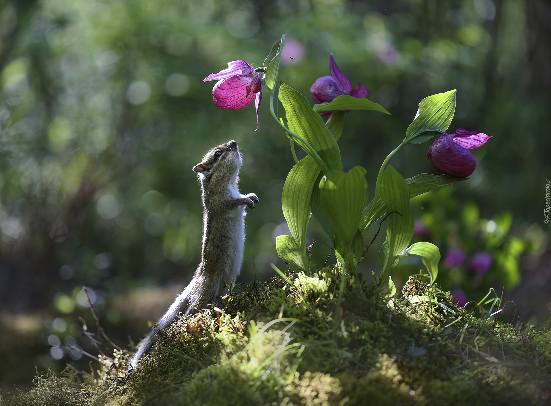 Fioletowe, Kwiaty, Liście, Pręgowiec, Chipmunk, Światło