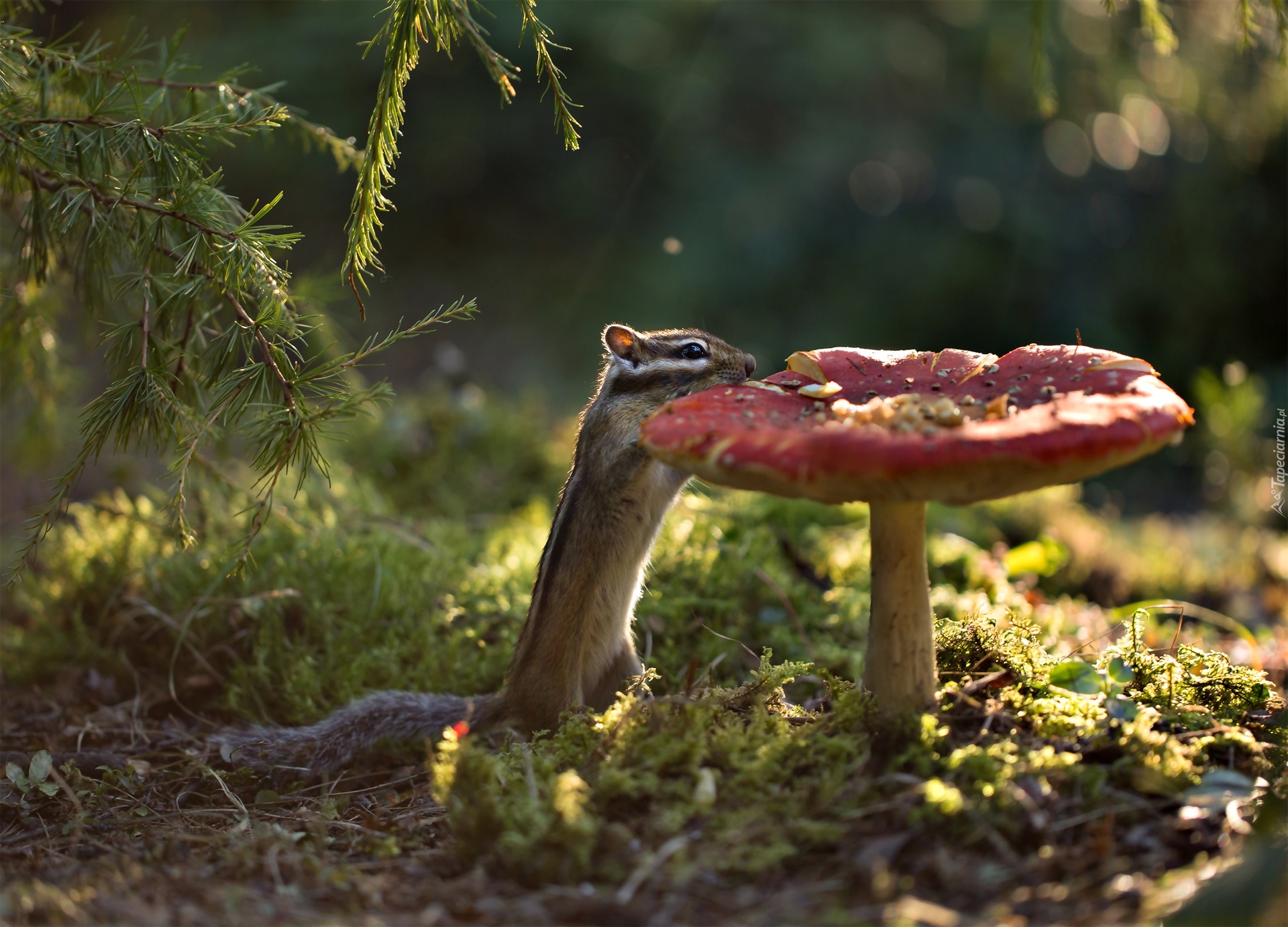 Pręgowiec, Chipmunk, Grzyb, Gałązki