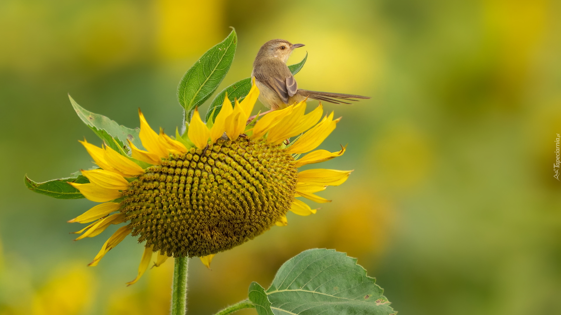 Ptak, Prinia, Kwiat, Słonecznik