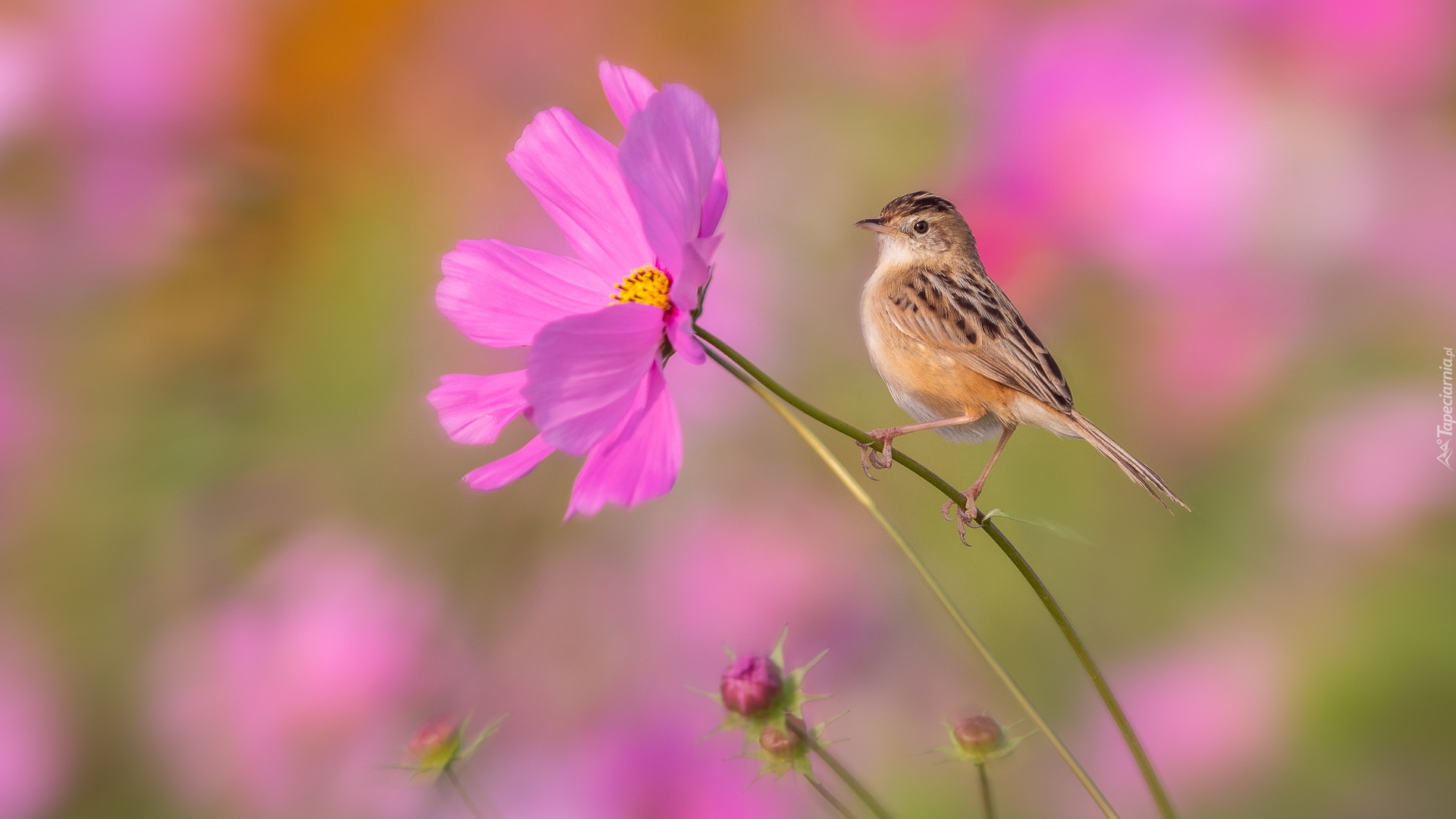 Różowy, Kwiat, Kosmea, Ptak, Prinia płowa