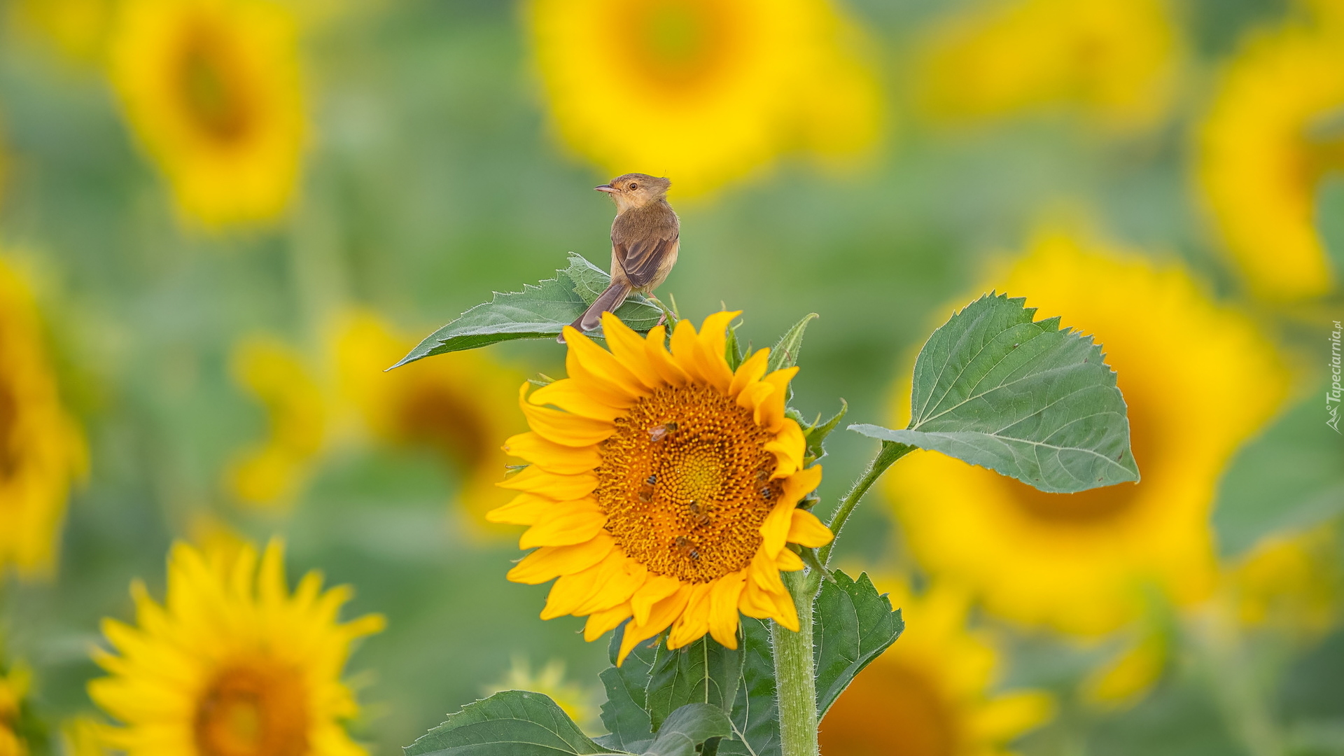 Słonecznik, Ptak, Prinia płowa