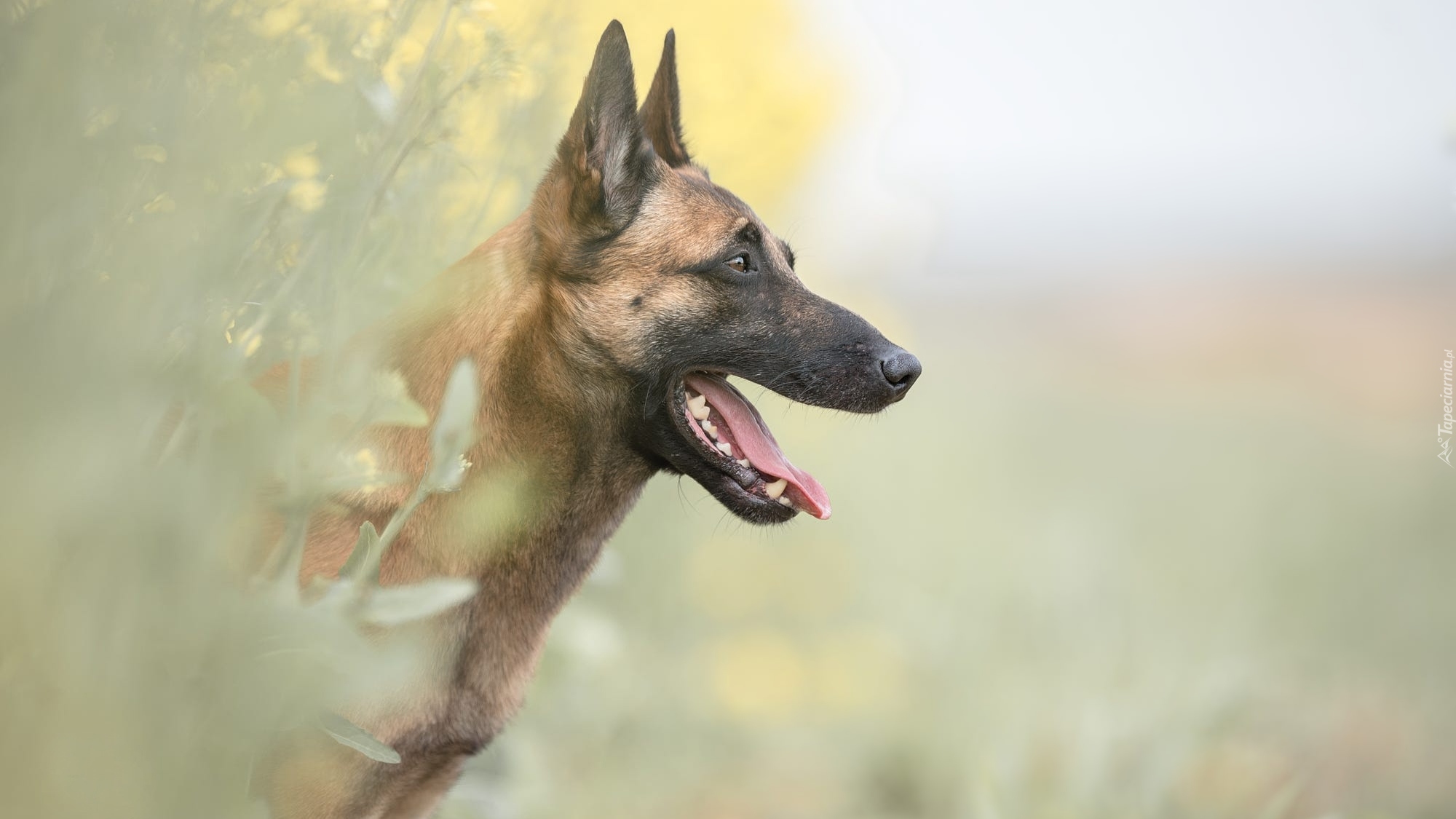 Pies, Owczarek belgijski malinois, Mordka