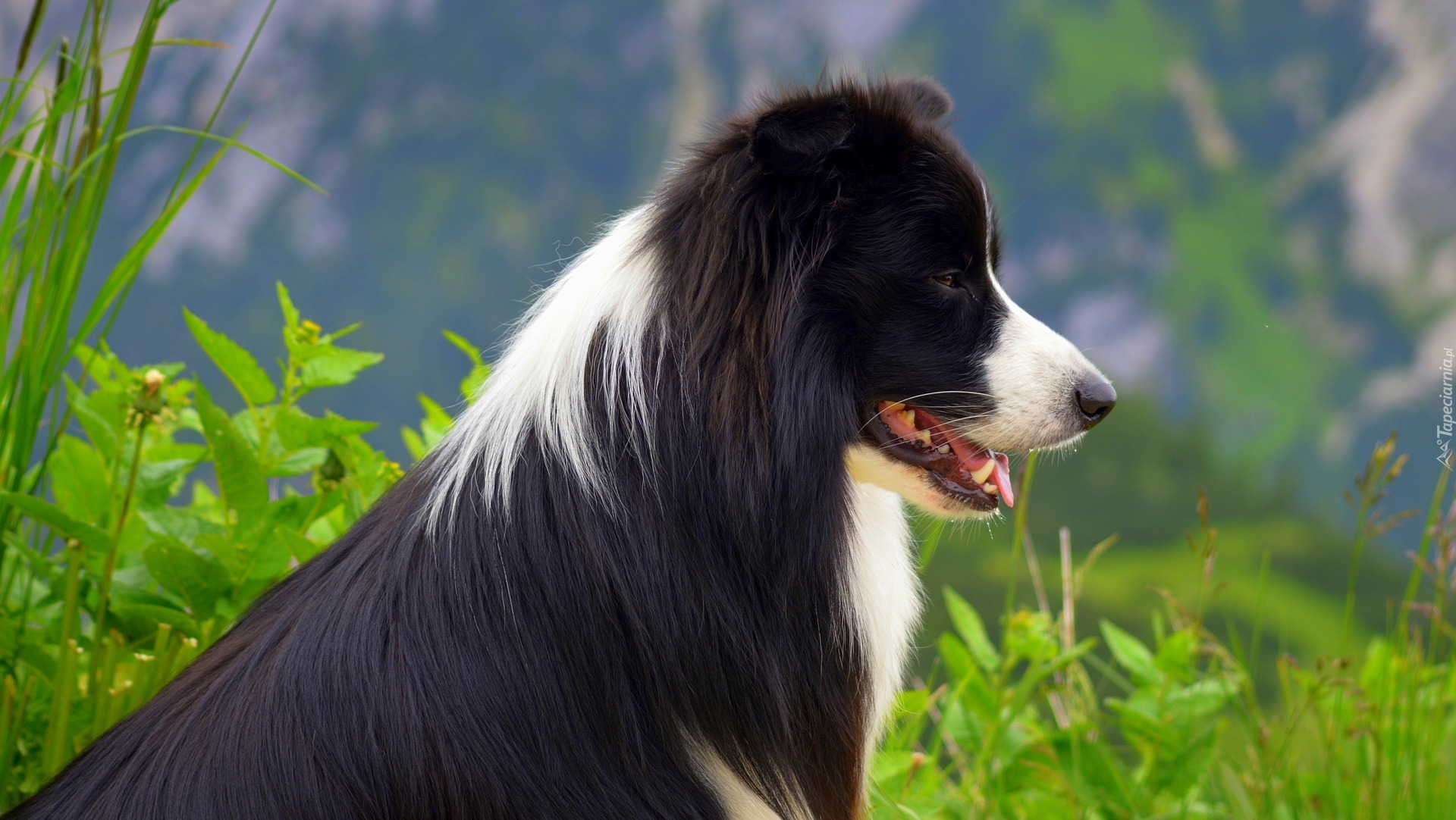 Border collie, Rośliny