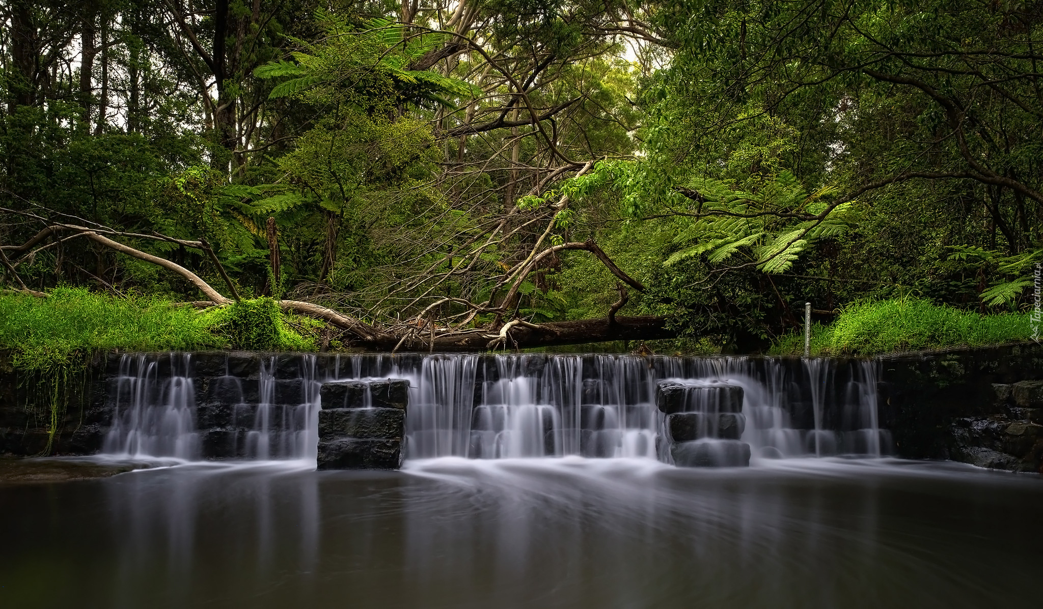 Rzeka, Millards Creek, Kaskada, Drzewa, Paproć, Australia