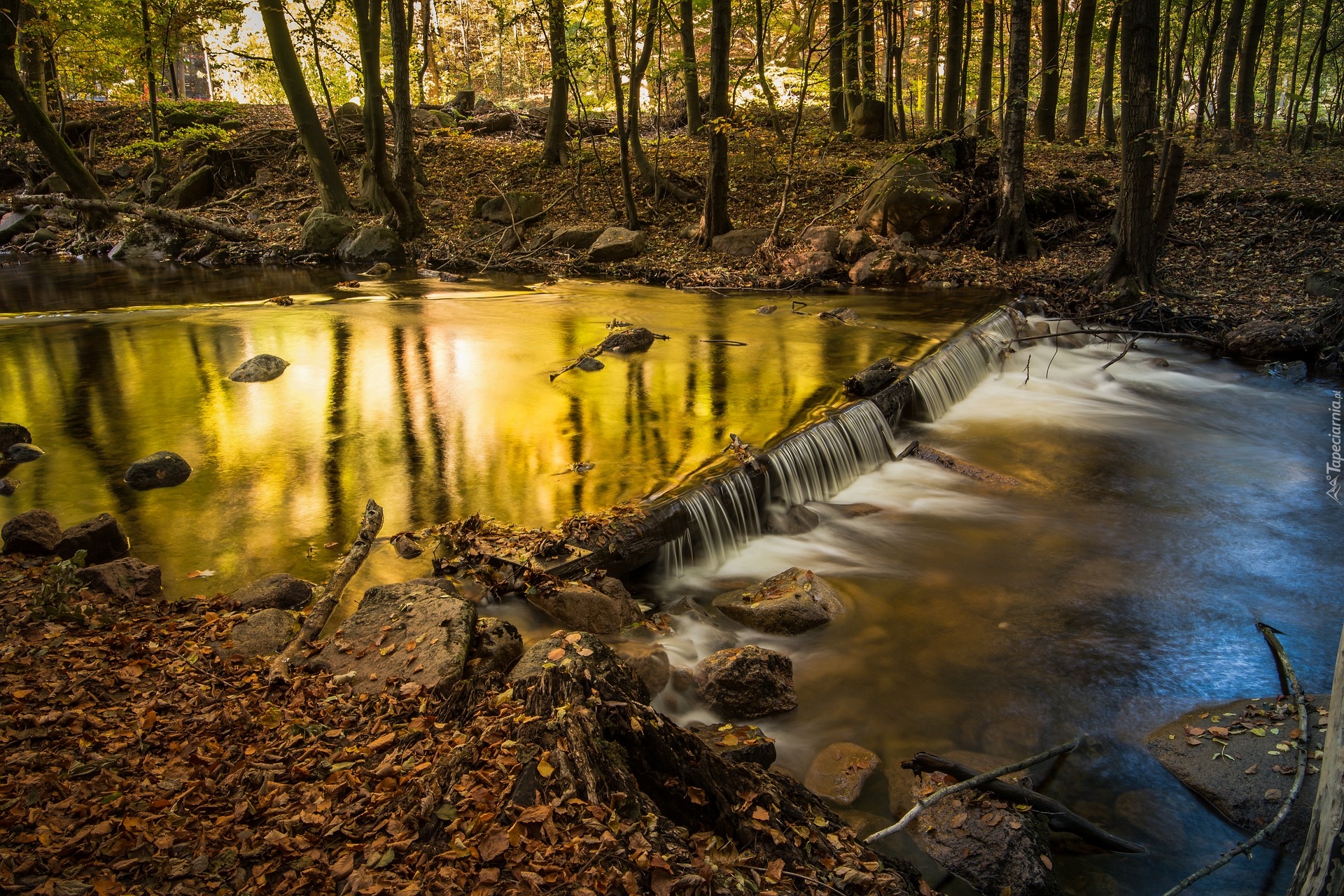 Niemcy, Saksonia-Anhalt, Powiat Harz, Rzeka Ilse, Jesień, Las, Drzewa, Kamienie