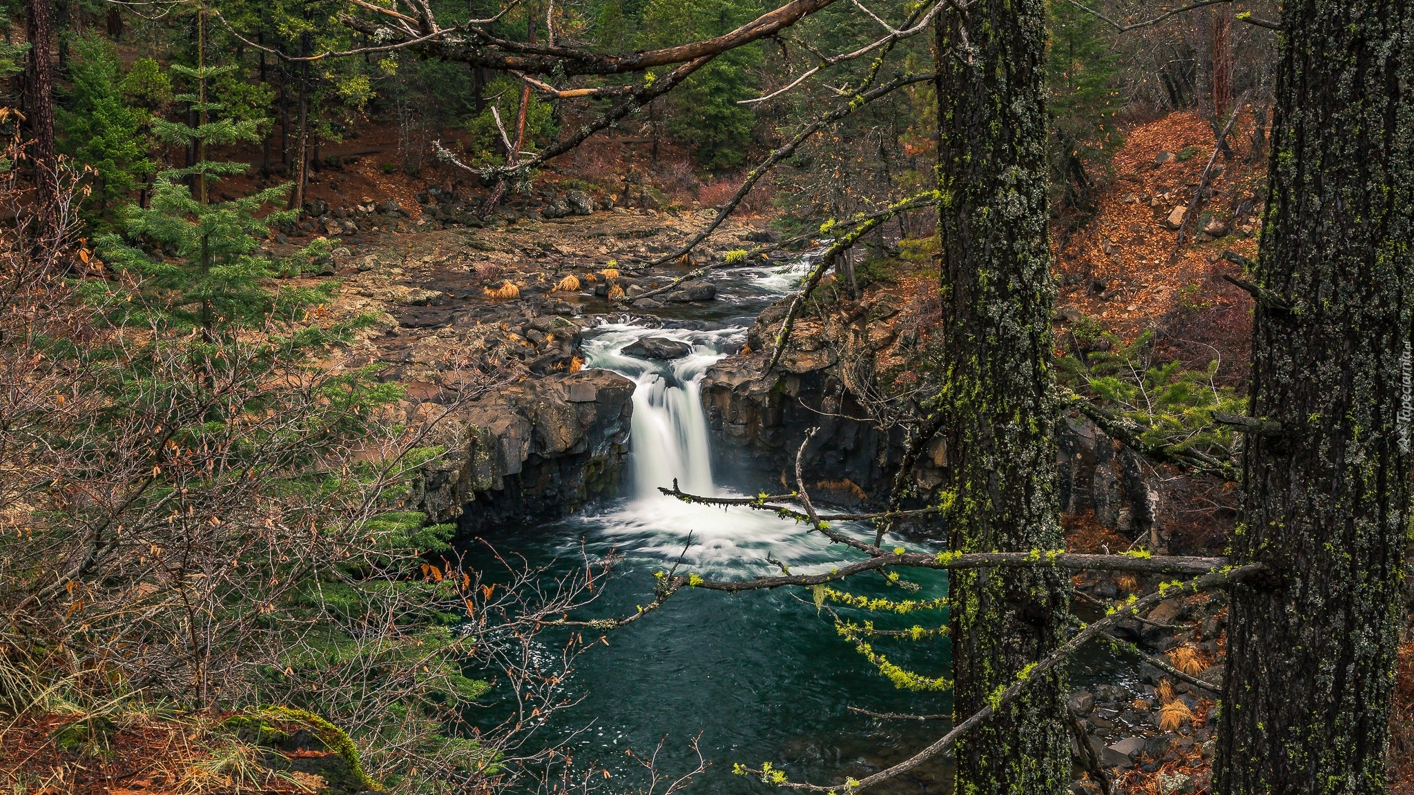 Las, Iglaki, Rzeka, McCloud River, Uskok, Kalifornia, Stany Zjednoczone