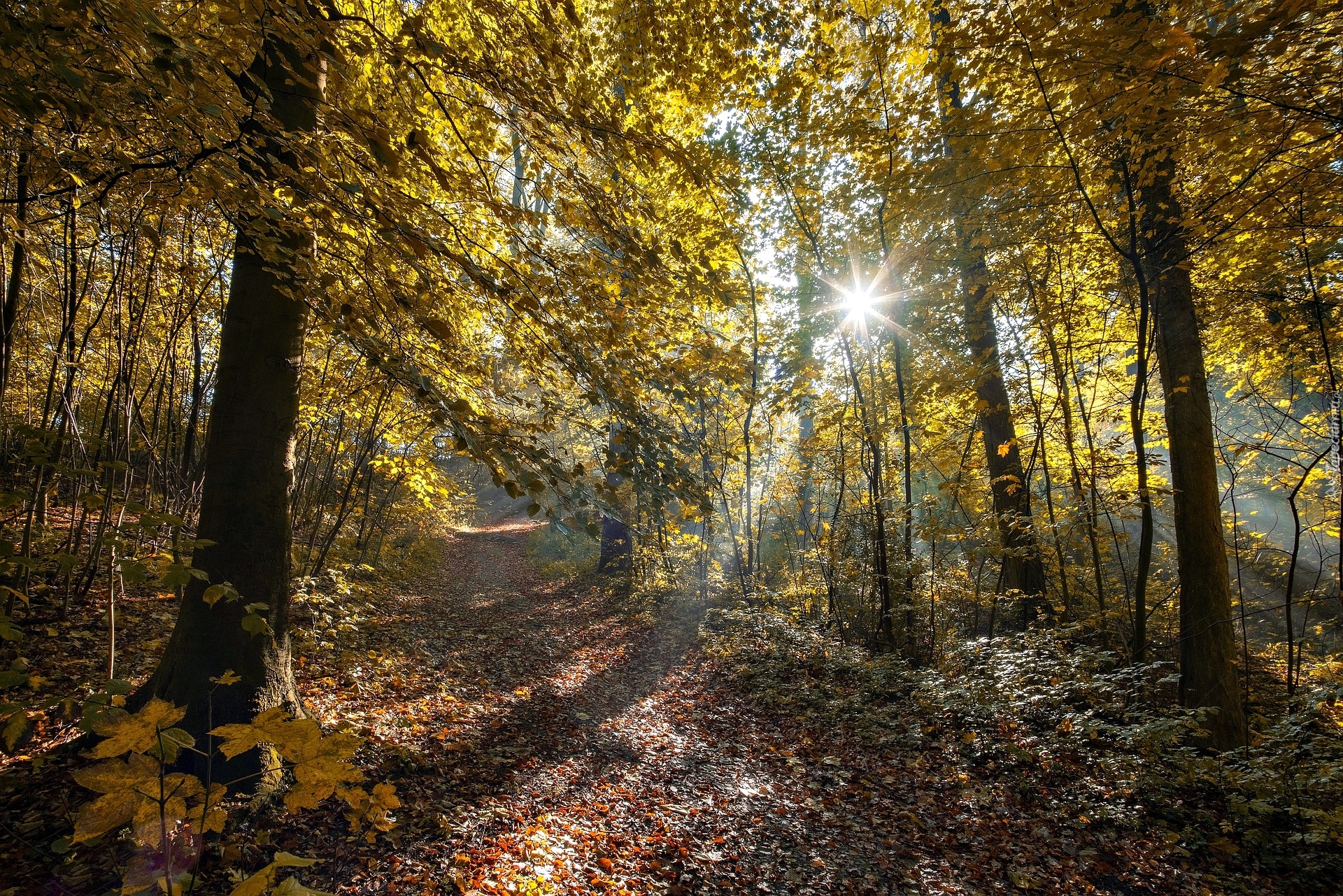 Las, Drzewa, Ścieżka, Poranek, Promienie słońca, Jesień