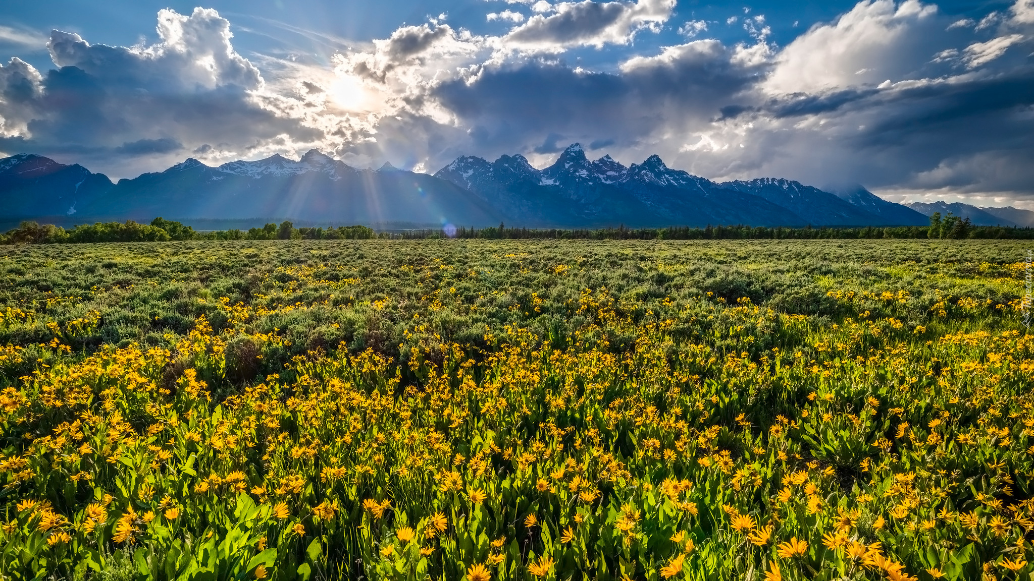 Kwiaty, Łąka, Góry, Chmury, Promienie słońca, Park Narodowy Grand Teton, Wyoming, Stany Zjednoczone