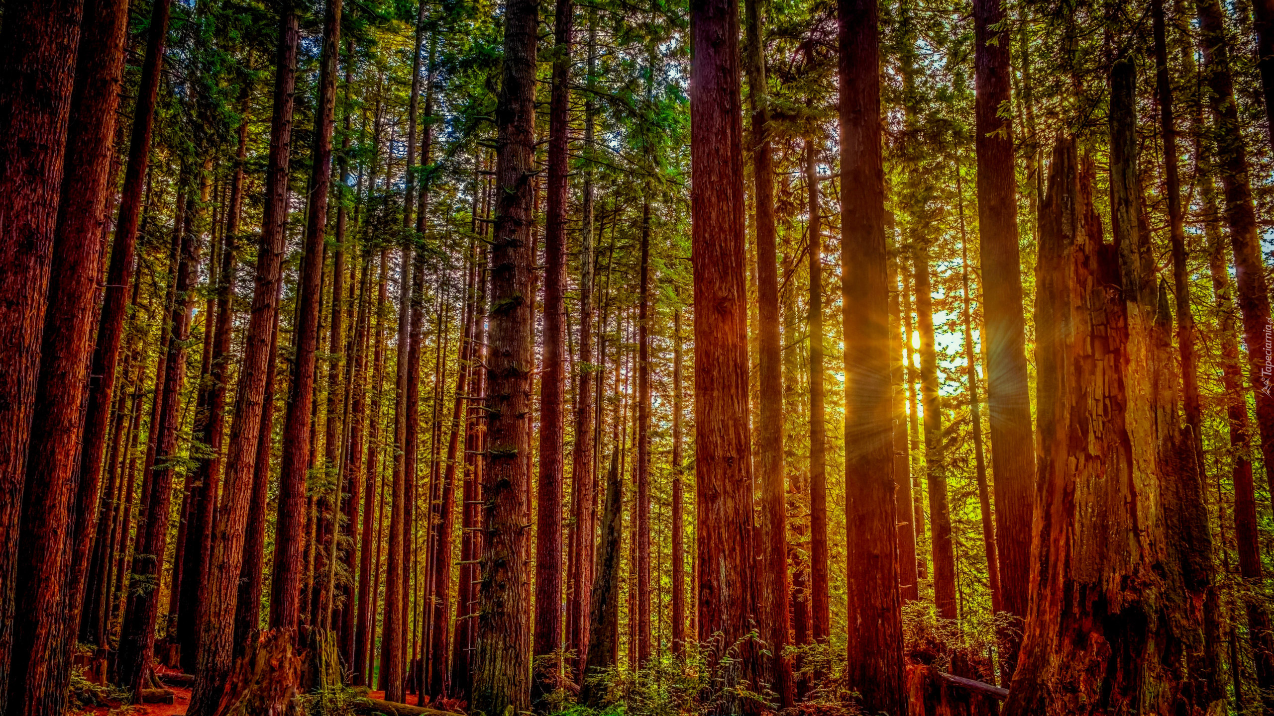 Stany Zjednoczone, Stan Kalifornia, Park Narodowy Redwood, Drzewa, Promienie słońca