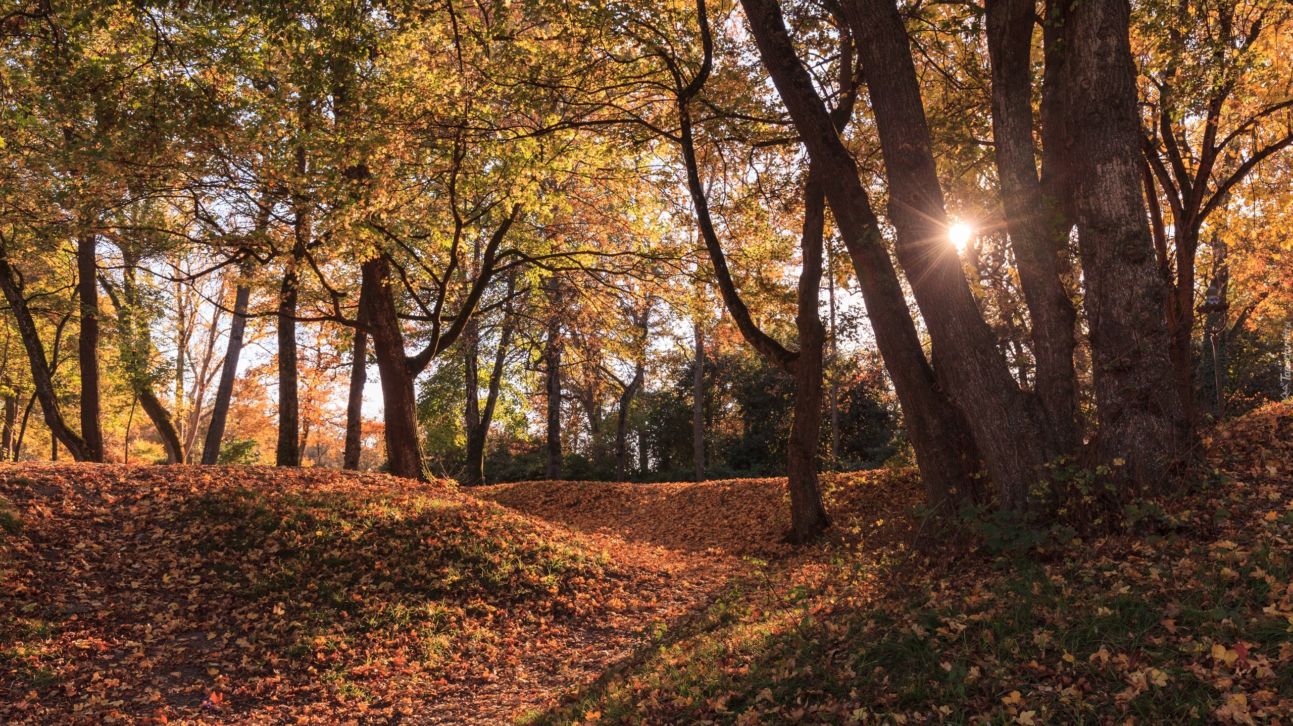 Drzewa, Park, Promienie słońca, Liście, Jesień