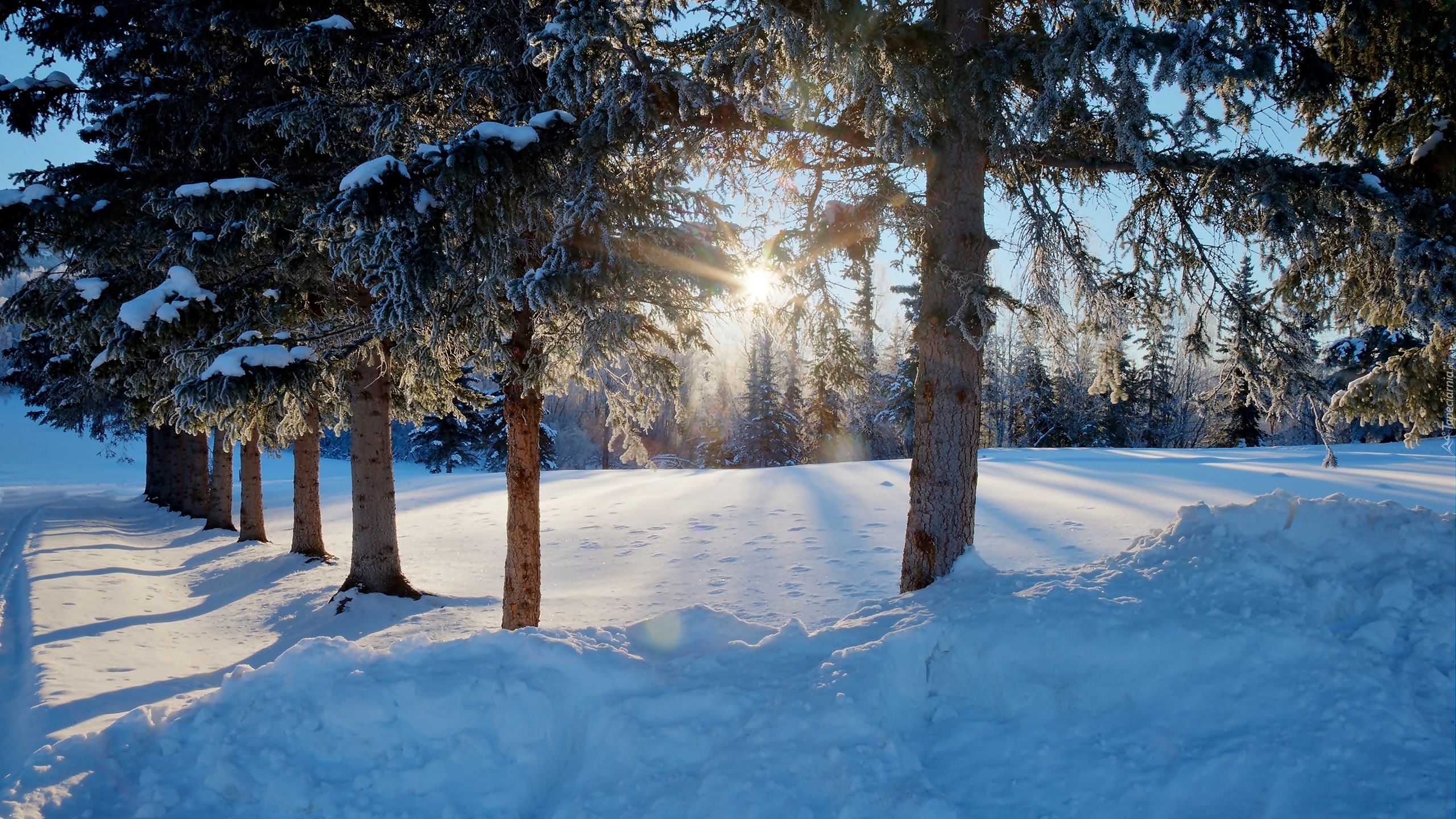 Zima, Las, Drzewa, Śnieg, Promienie słońca