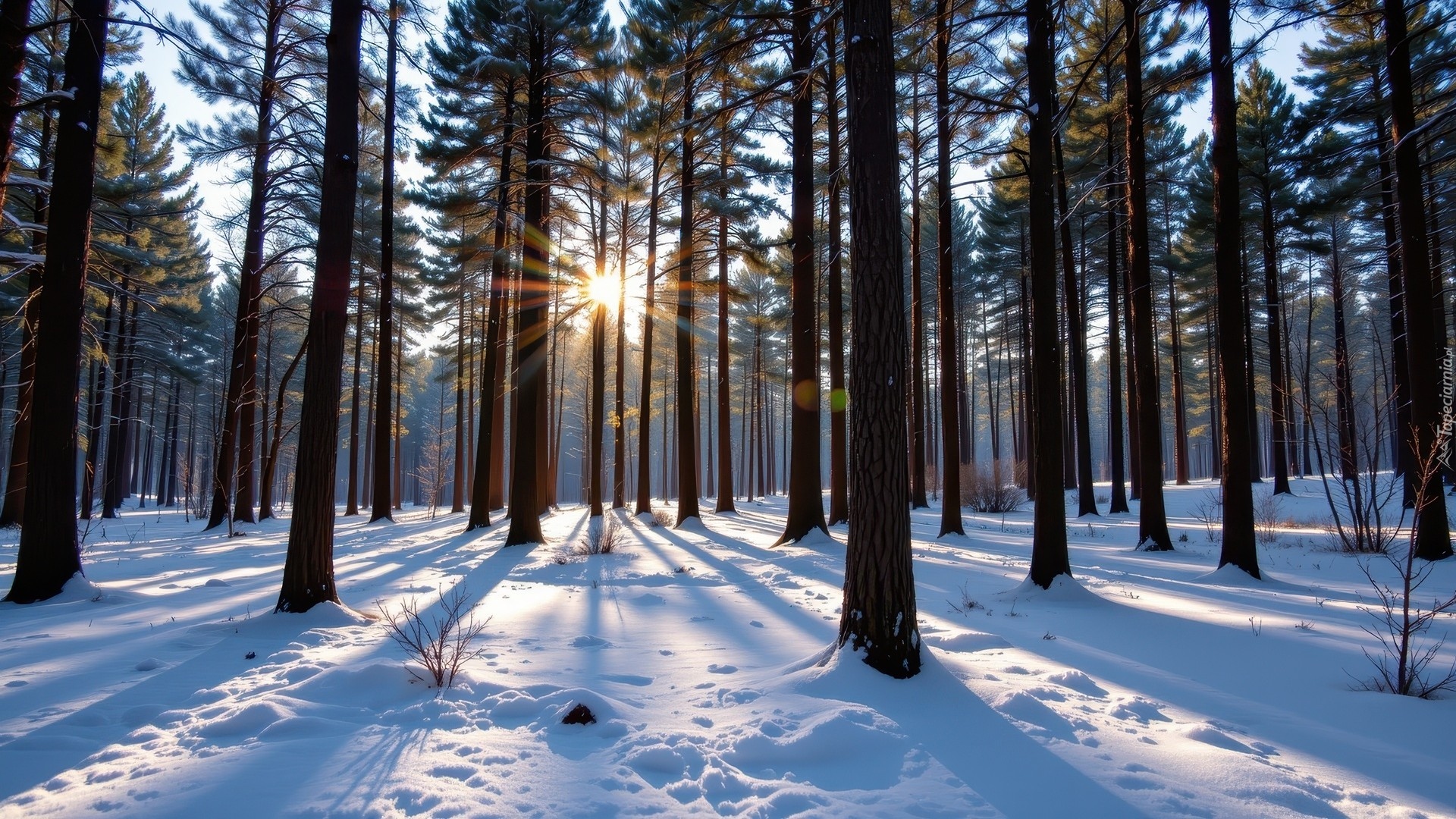 Las, Sosnowy, Drzewa, Śnieg, Promienie słońca