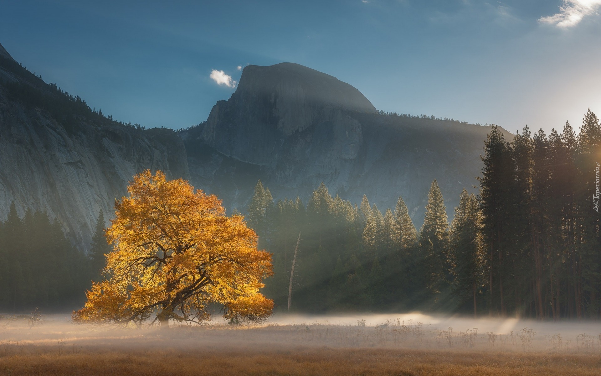 Stany Zjednoczone, Kalifornia, Park Narodowy Yosemite, Drzewo, Góry, Promienie słońca, Las