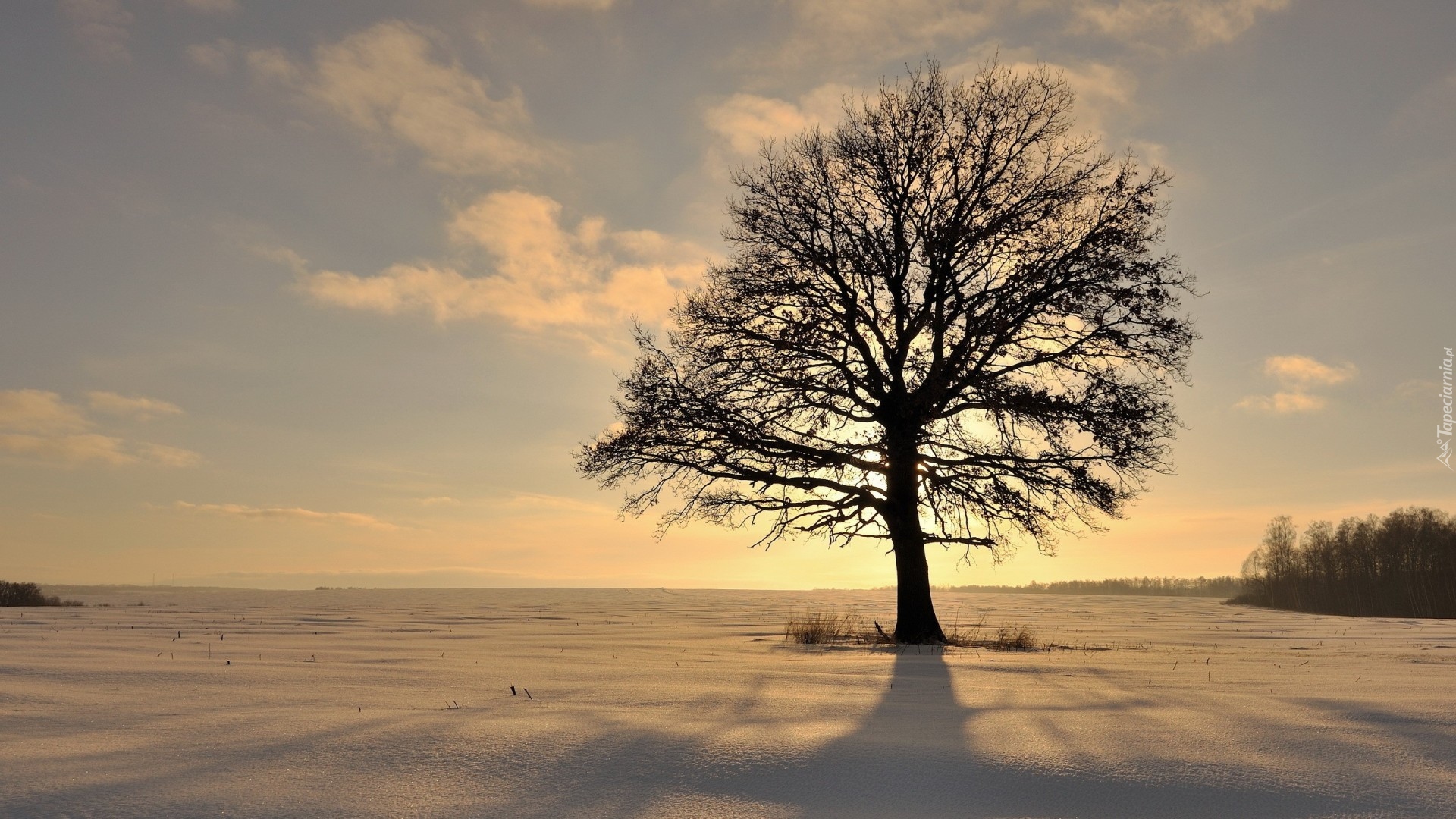 Zima, Drzewo, Pole