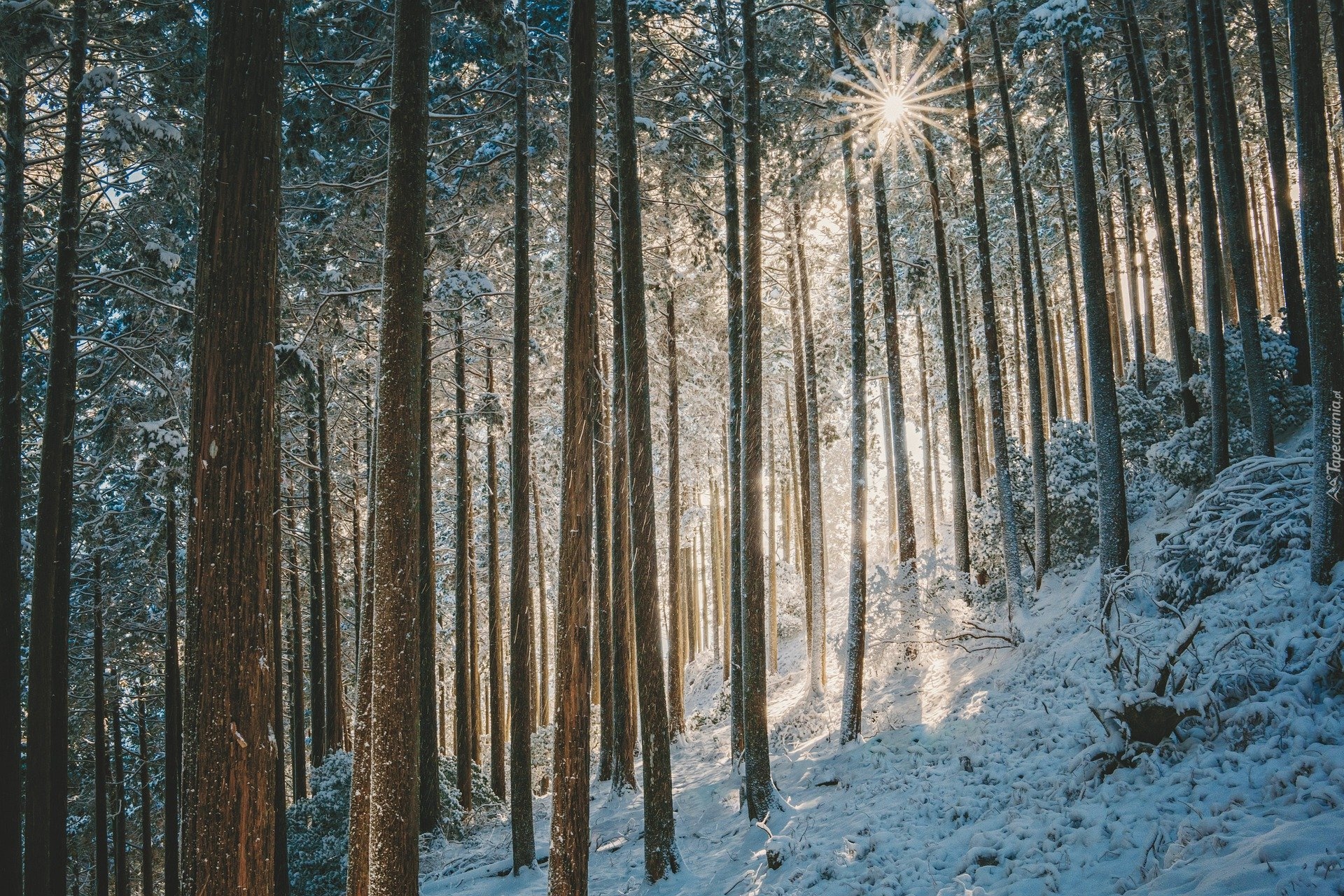 Zima, Las, Drzewa, Śnieg, Promienienie słońca