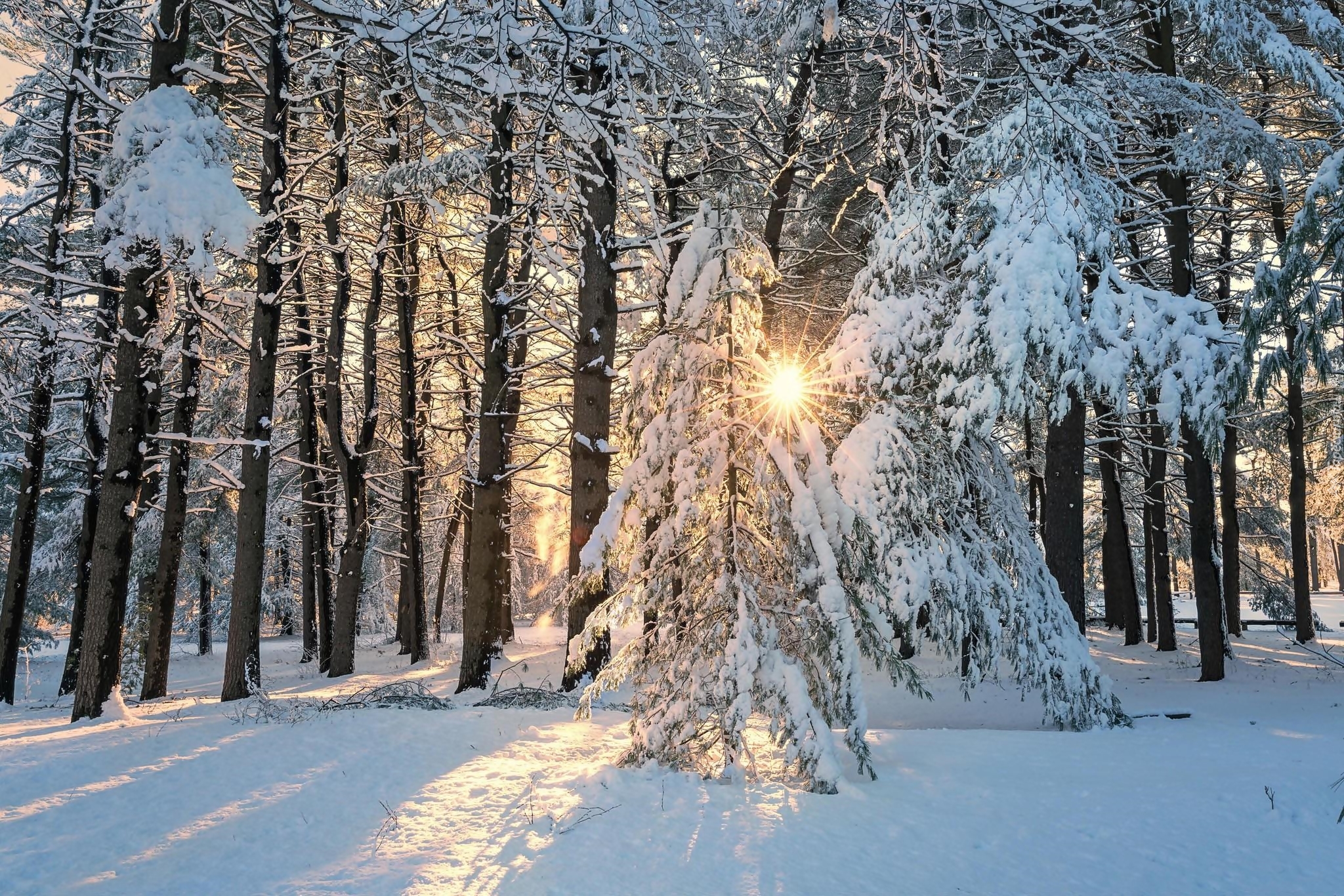 Park, Ośnieżone, Drzewa, Promienie słońca, Zima