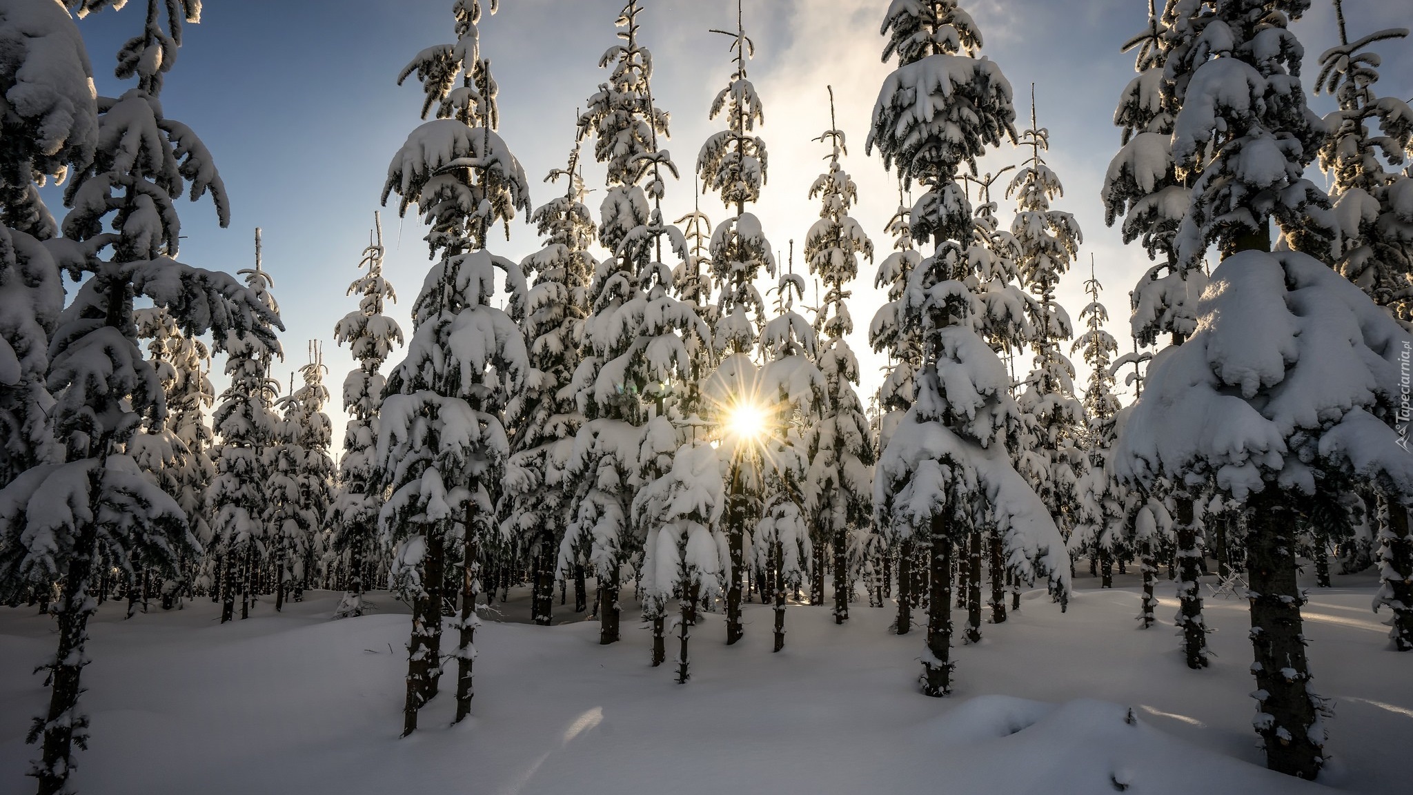 Zima, Drzewa, Promienie słońca, Śnieg