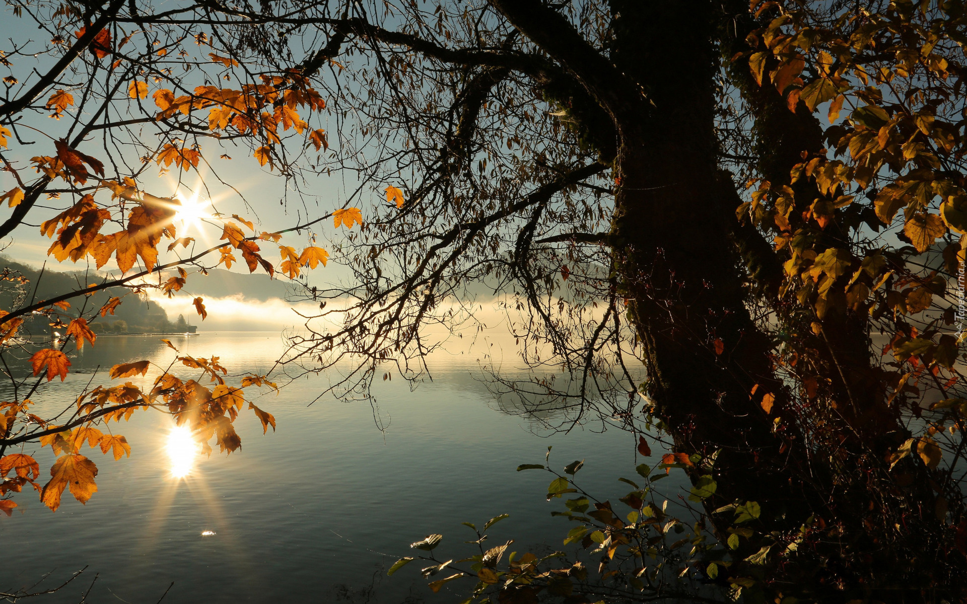 Jesień, Promienie słońca, Drzewo, Pożółkłe, Liście, Mgła, Jezioro