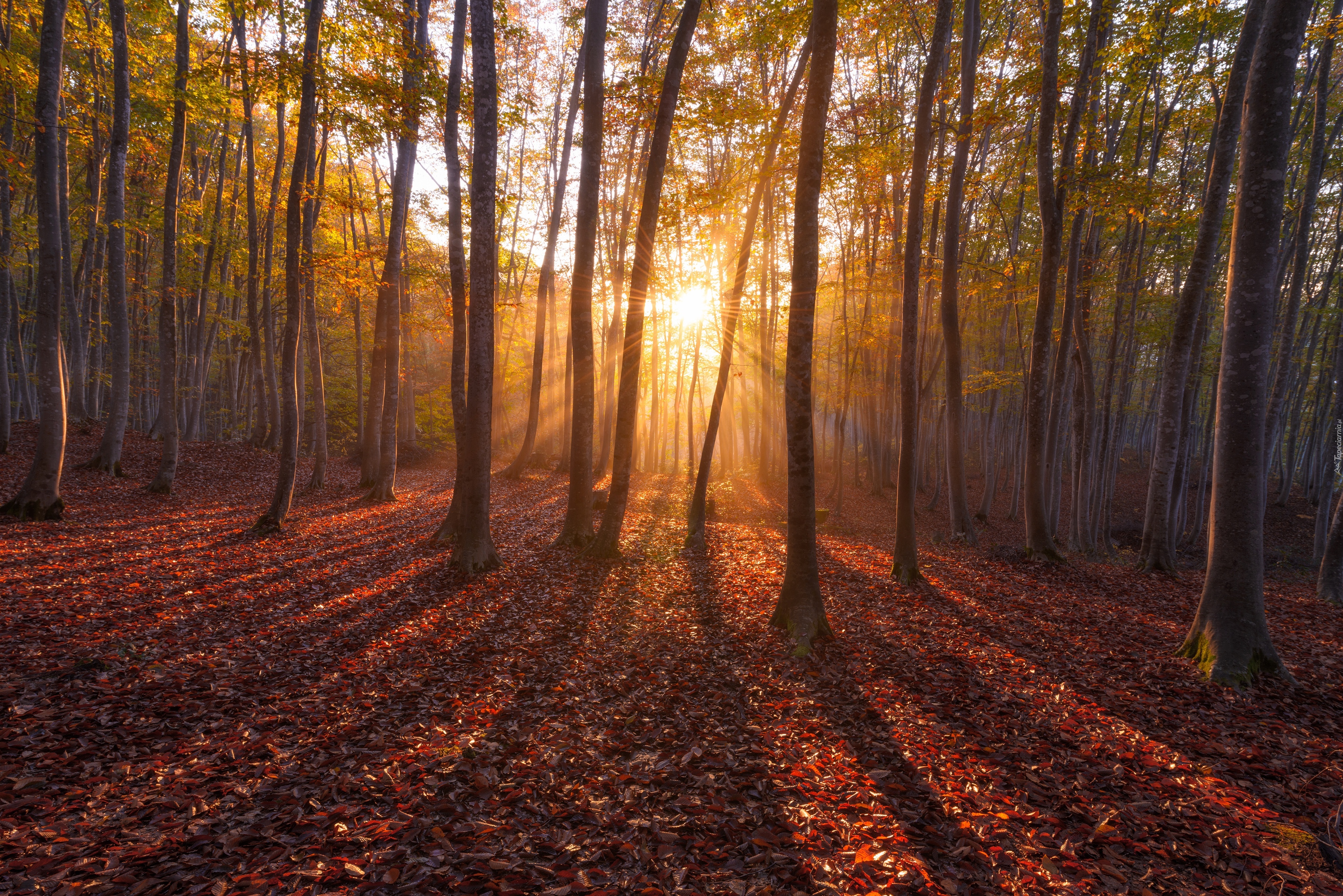 Будьте всегда лучезарны. Осенний лес. Осень в лесу. Осень фото. Лес осенью.