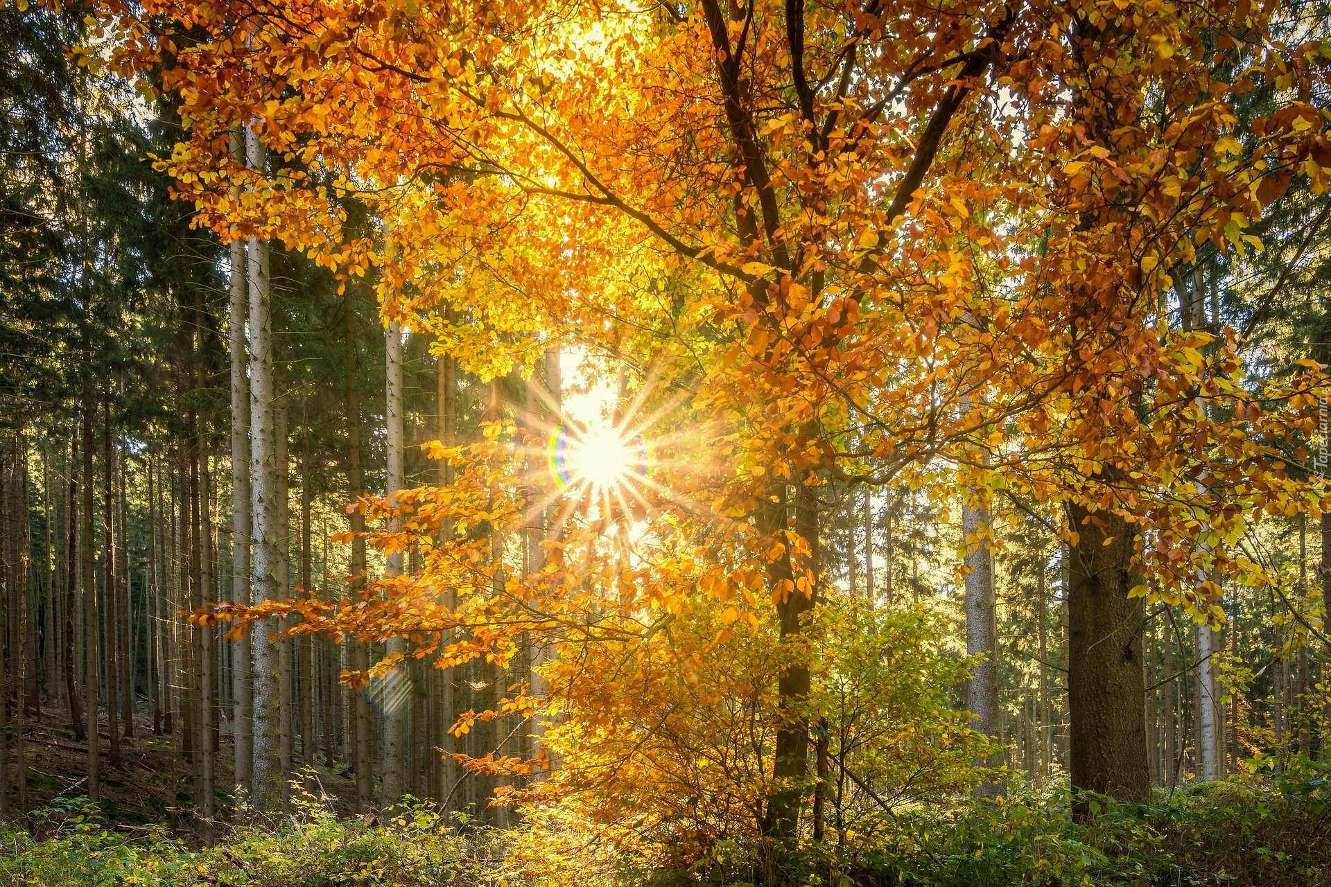 Las, Promienie słońca, Drzewa, Liście, Jesień