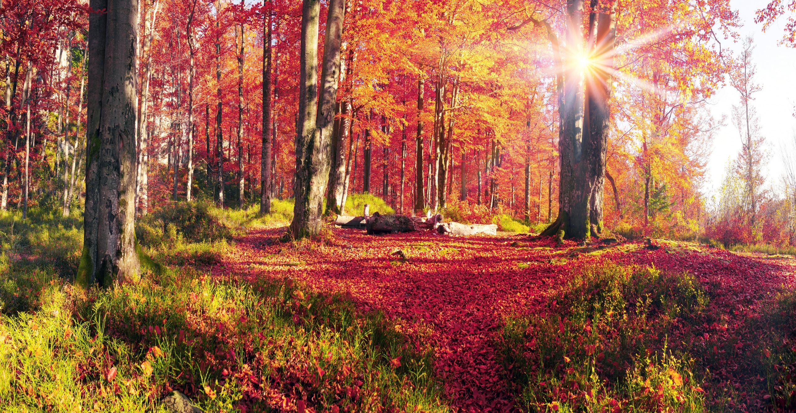 Las, Jesień, Promienie słońca