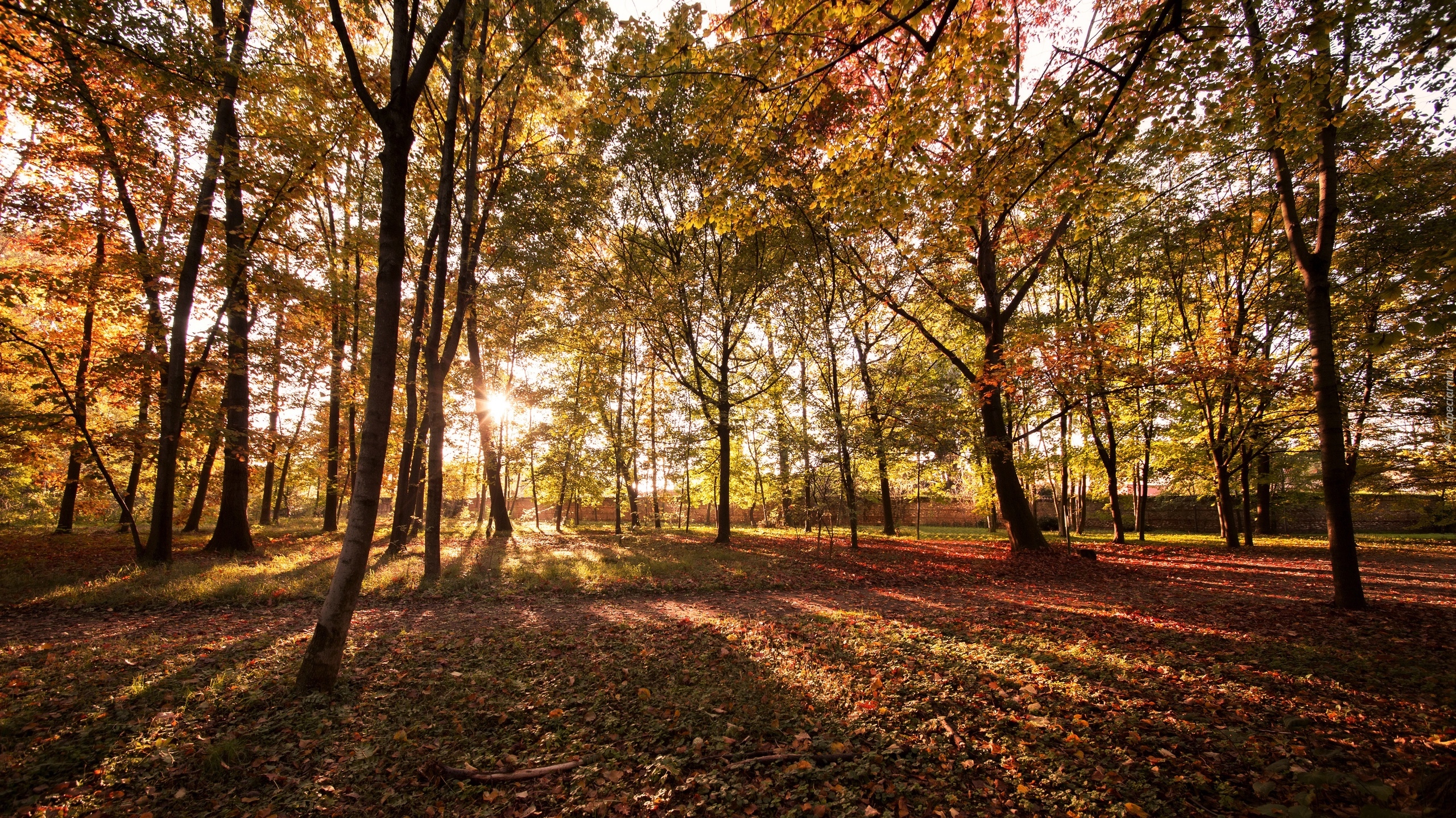 Park, Jesień, Drzewa, Promienie słońca