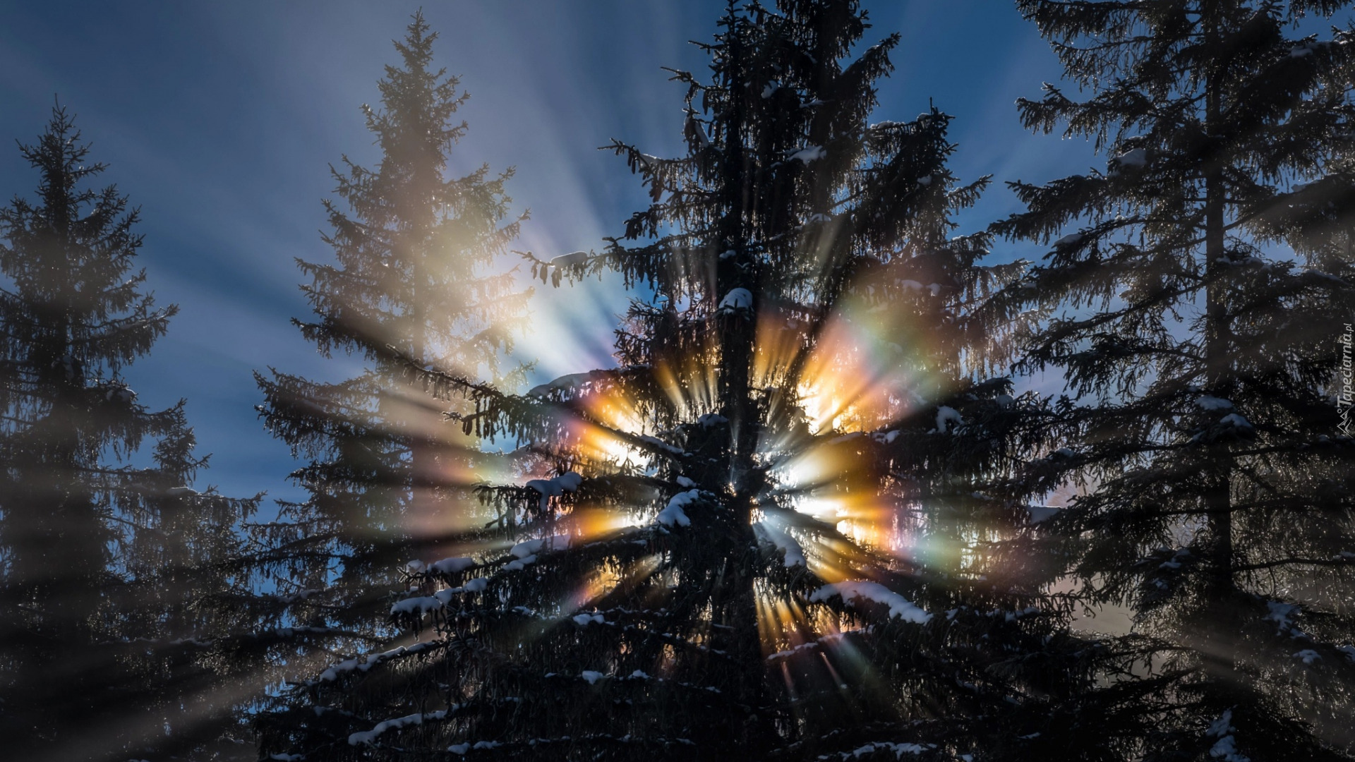 Las, Drzewa, Śnieg, Słońce, Promienie, Przebijające światło