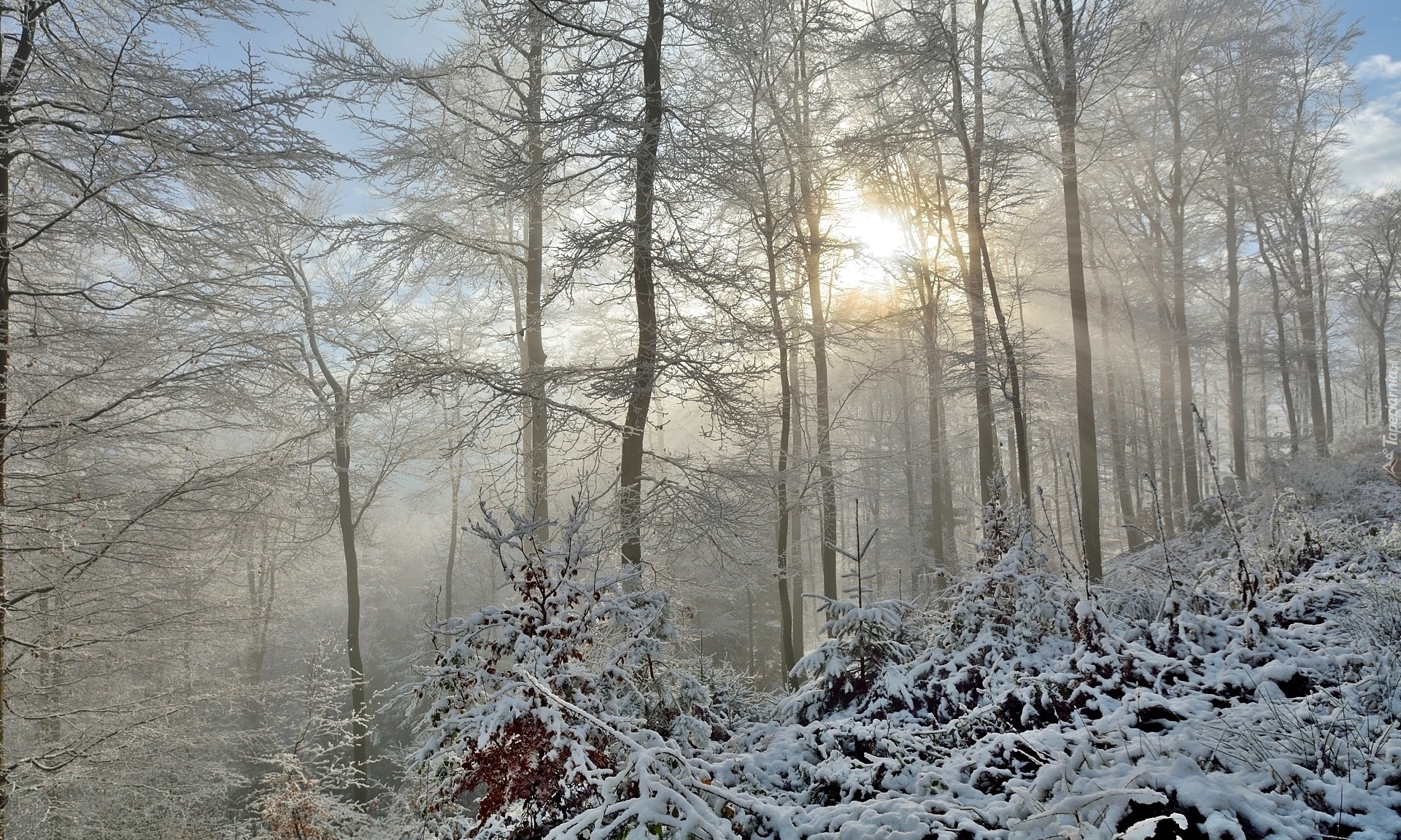 Las, Drzewa, Zima, Promienie słońca, Mgła