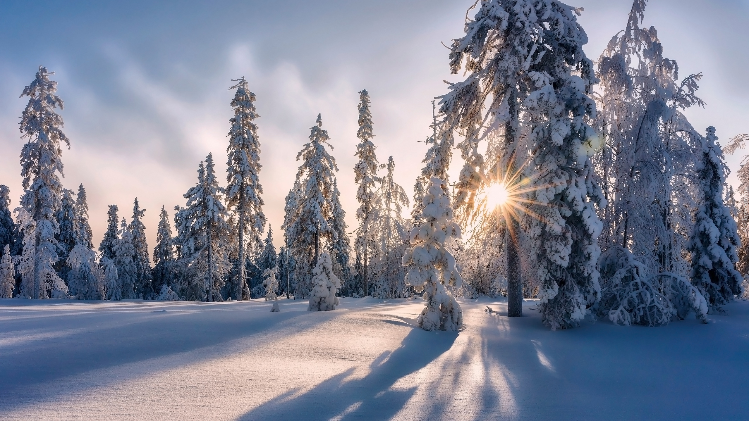 Ośnieżone, Drzewa, Promienie słońca, Zima, Śnieg