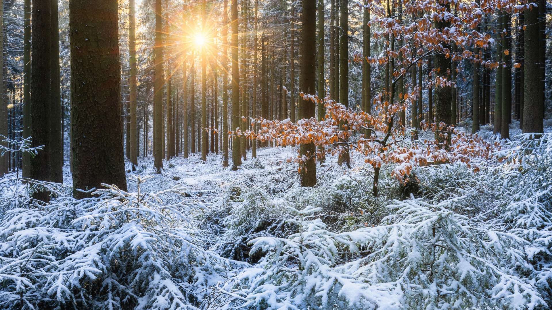 Las, Zima, Drzewa, Śnieg, Promienie słońca