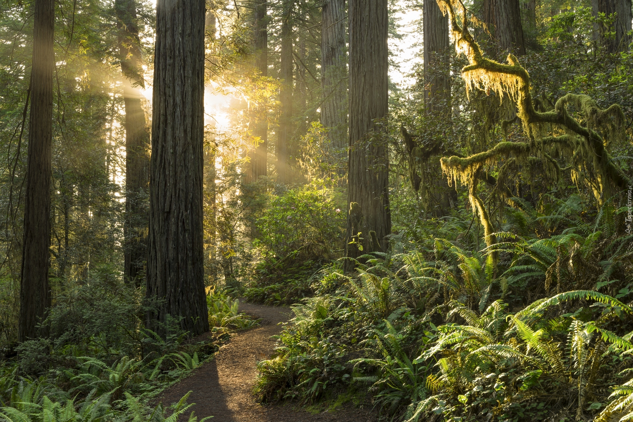 Stany Zjednoczone, Stan Kalifornia, Park Narodowy Redwood, Las, Drzewa, Paprocie, Przebijające światło