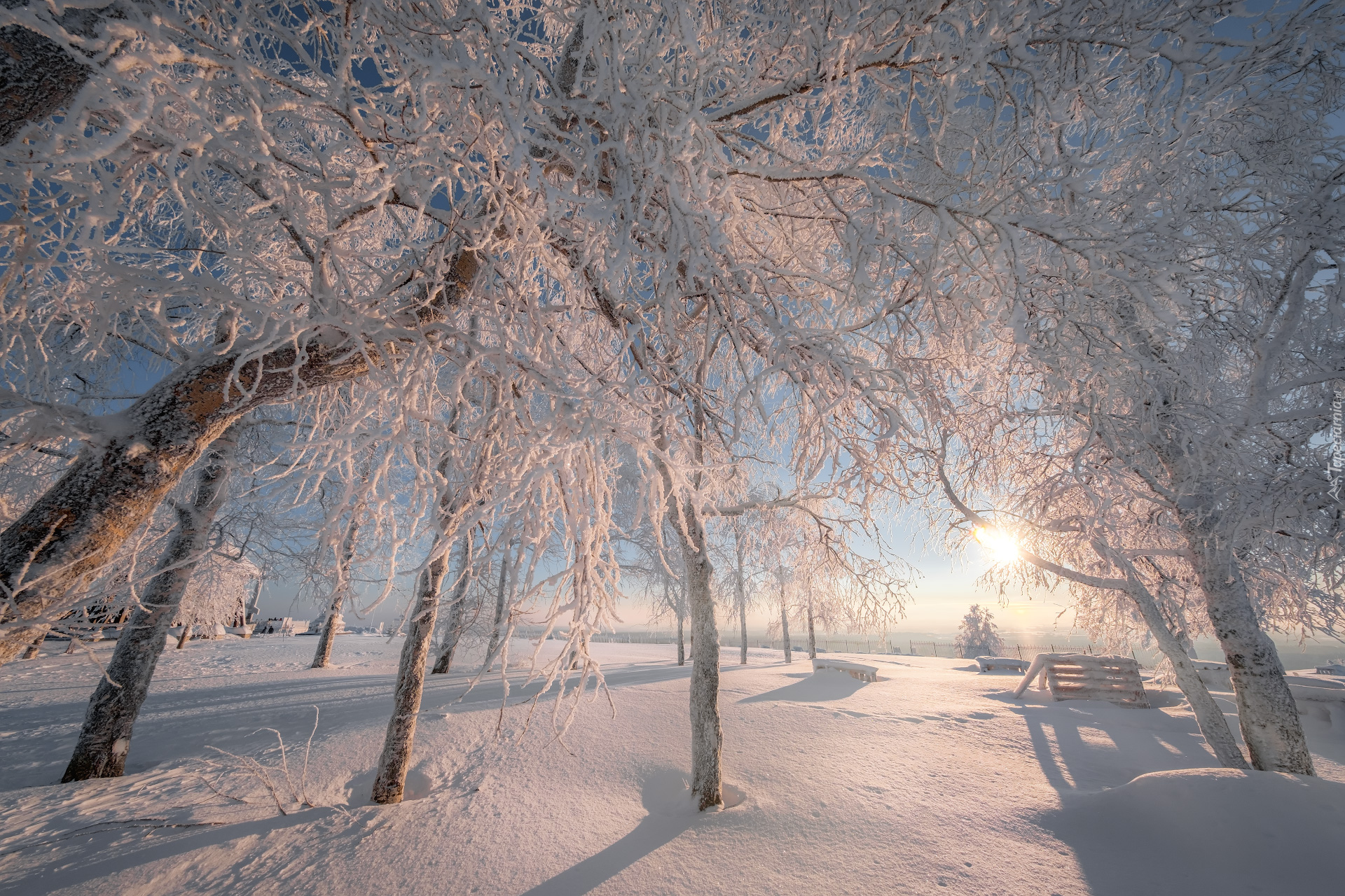 Zima, Ośnieżone, Drzewa, Słońce, Park