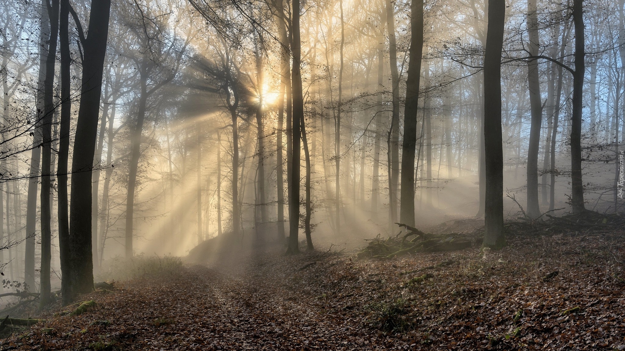 Las, Drzewa, Mgła, Jesień, Przebijające, Światło, Słoneczne