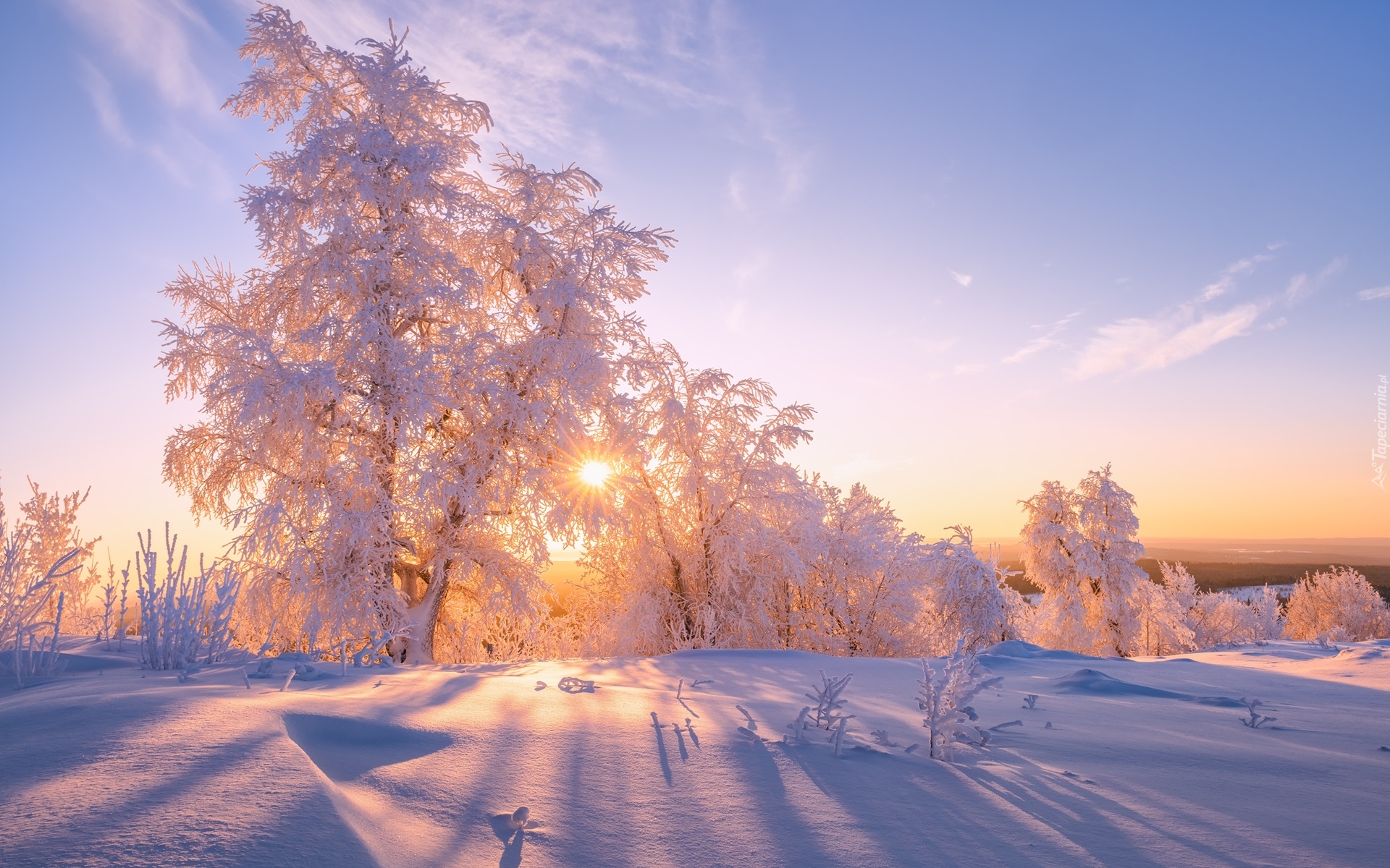 Ośnieżone, Drzewa, Śnieg, Promienie słońca, Zima