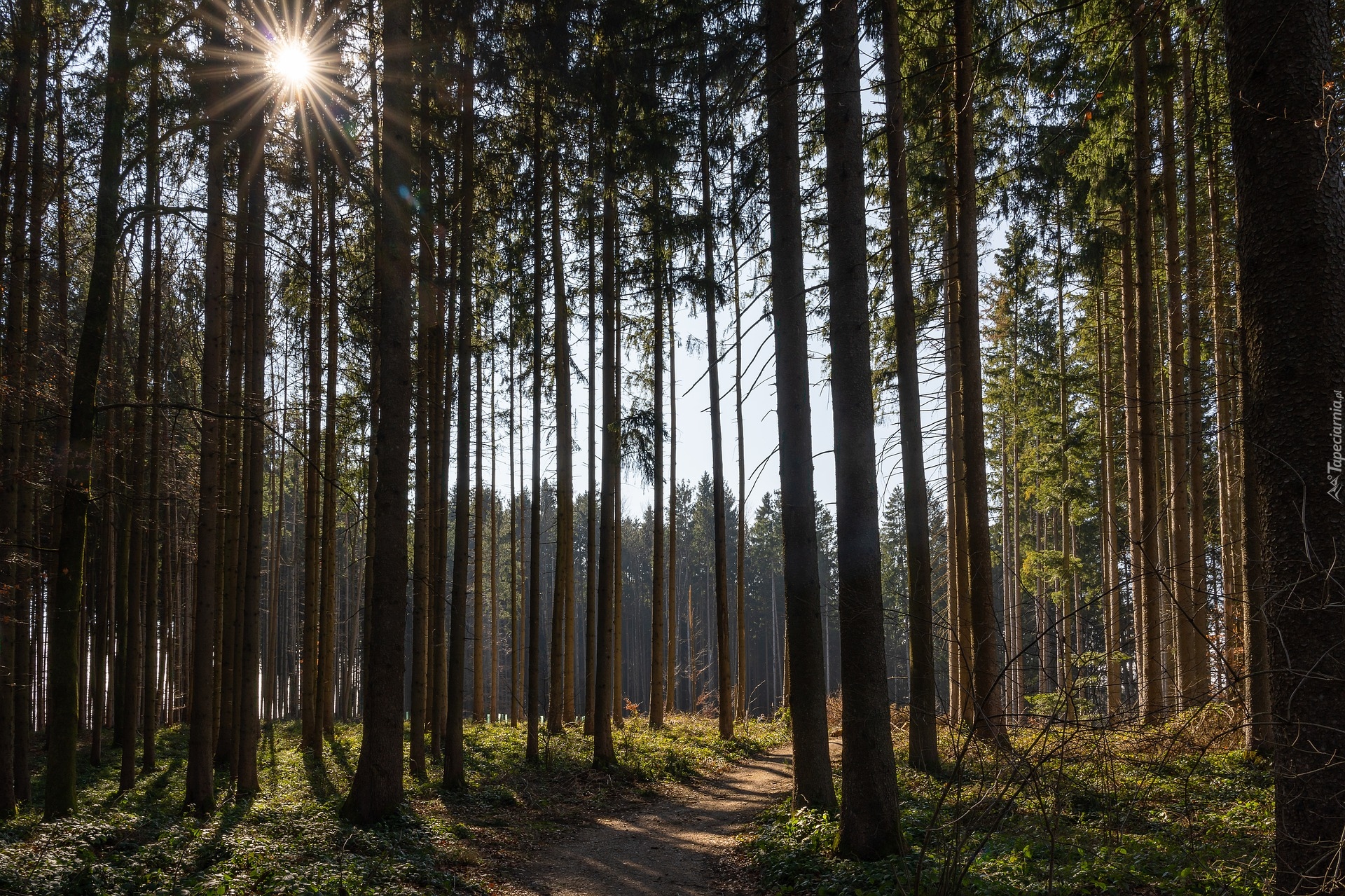 Las, Wysokie, Drzewa, Promienie słońca, Ścieżka