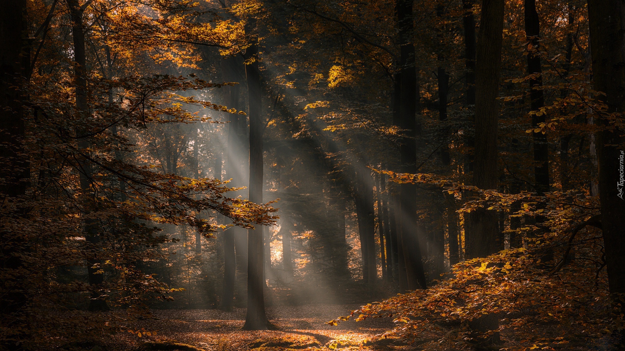 Las, Drzewa, Promienie słońca, Jesień